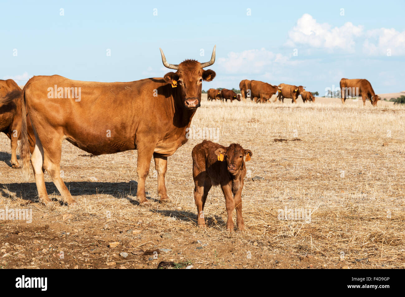 braune Kühe mit jungen Baby Gebiet Alentejo in Portugal-Natur Stockfoto