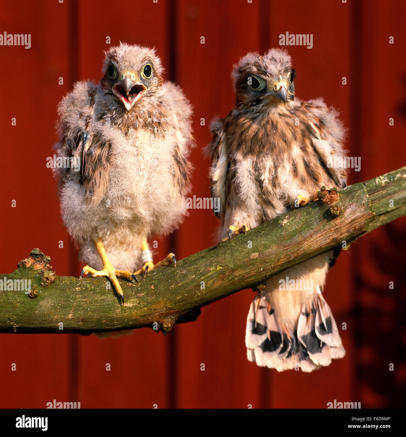 Zwei Falken auf einem Ast Stockfoto