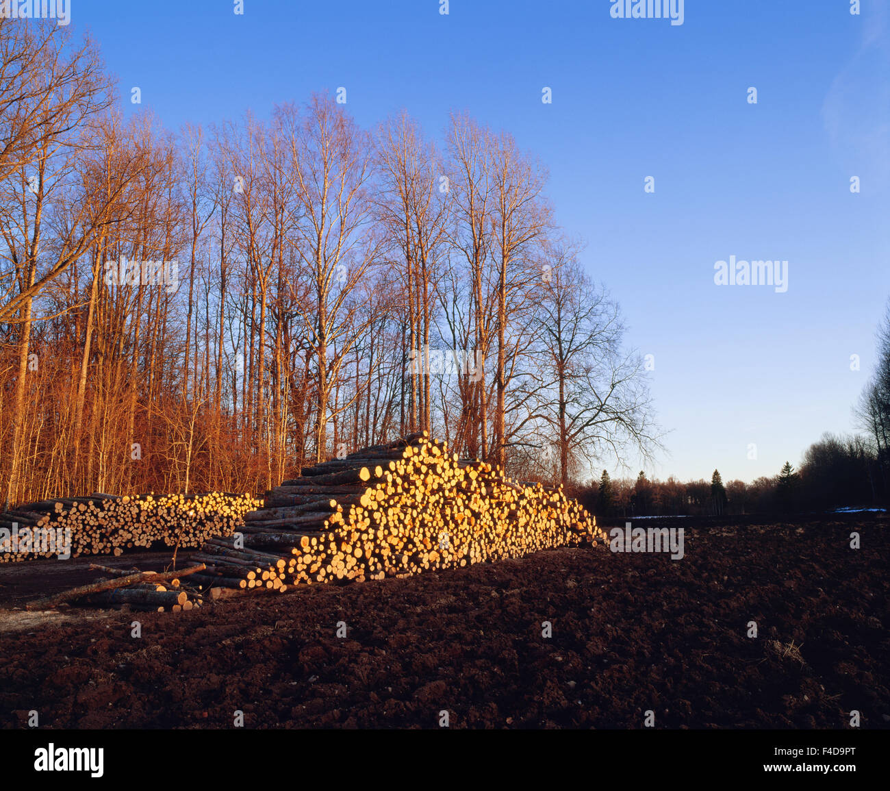 Haufen von hölzernen Maschinenbordbüchern im Wald Stockfoto