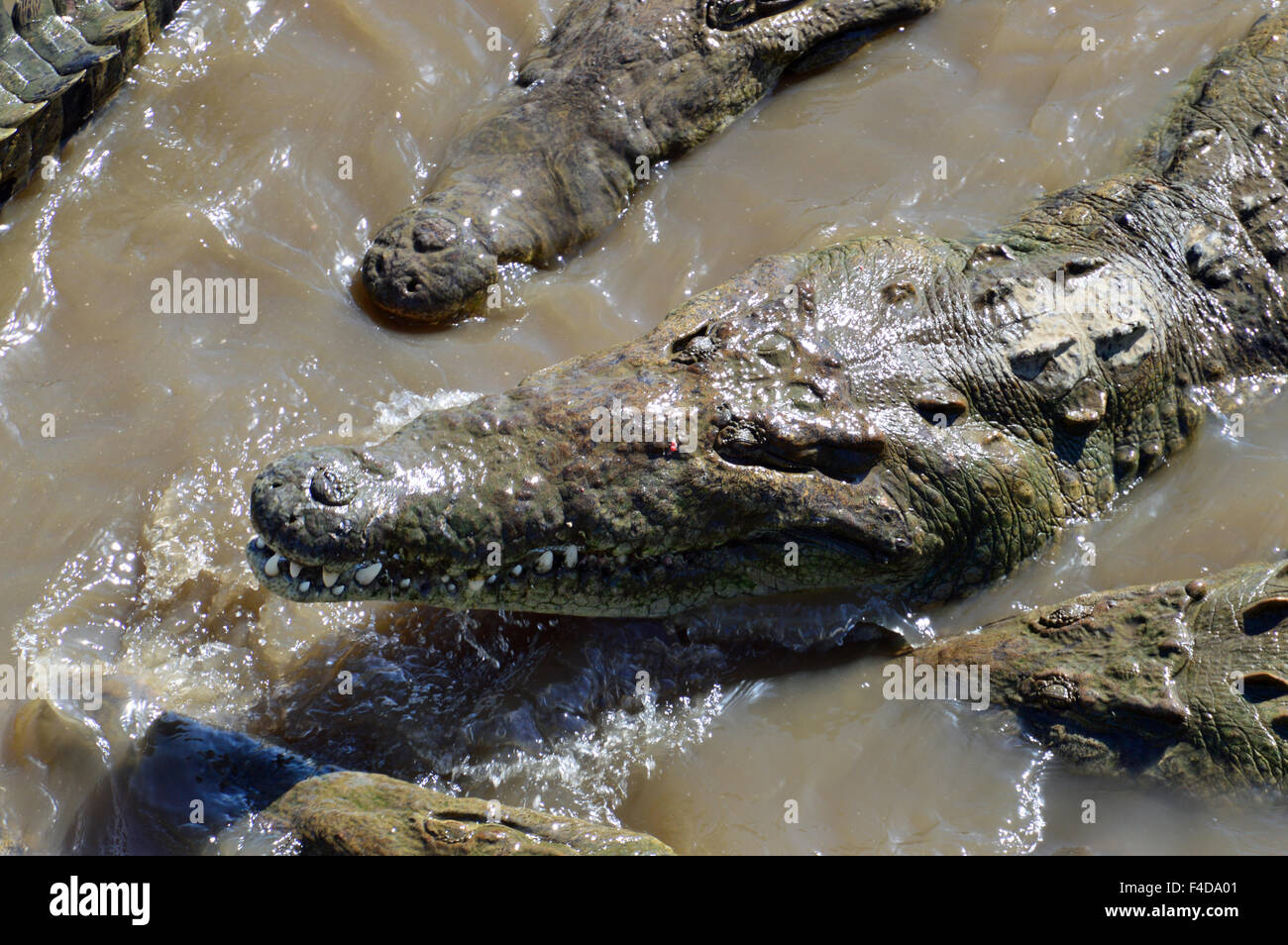 Krokodil Stockfoto