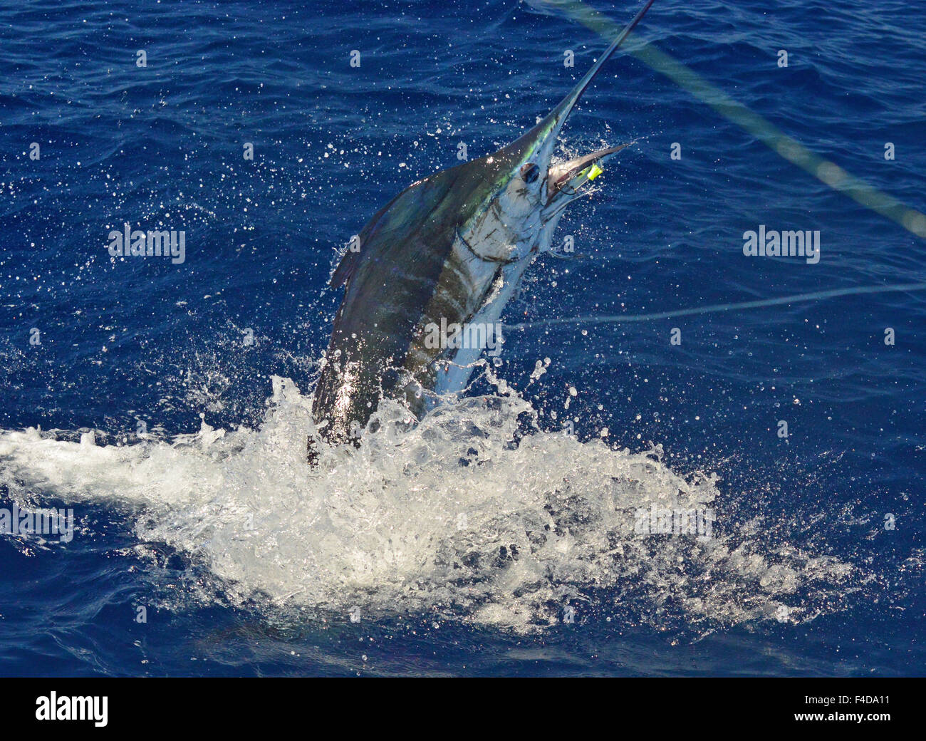 Sailfish Stockfoto