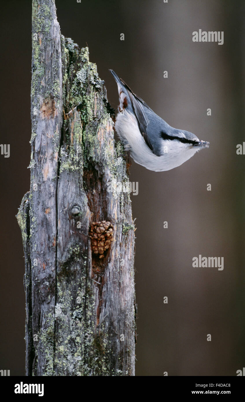 Vogel sitzend auf Baumstamm, Nahaufnahme Stockfoto