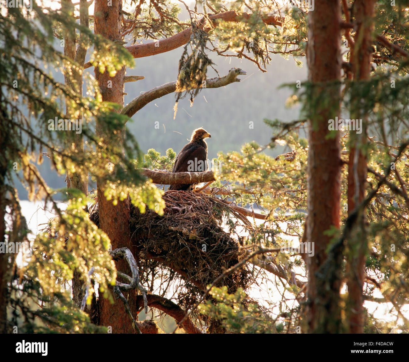 Vogel sitzt im Nest auf Baum Stockfoto