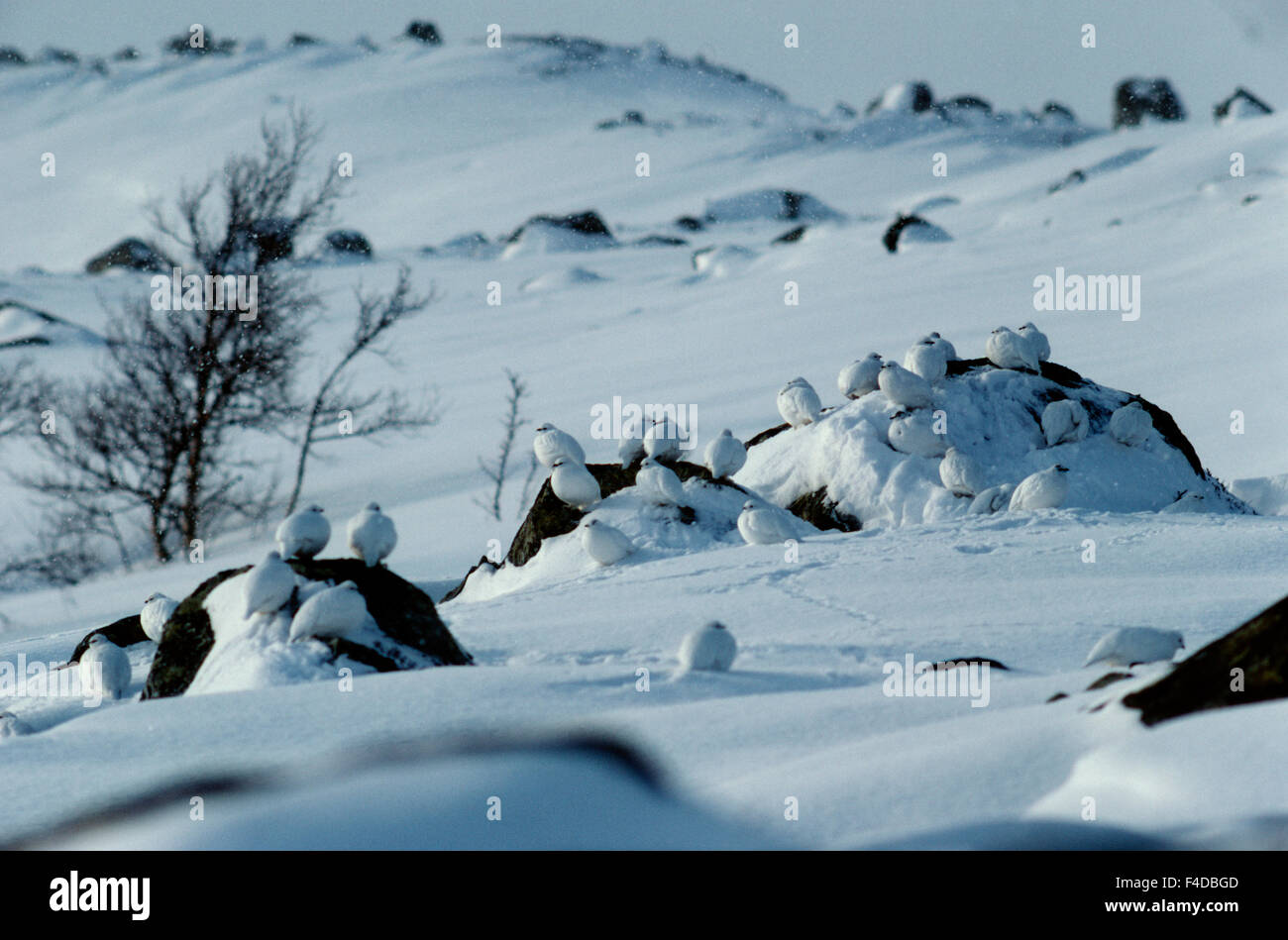 Vögel auf tief verschneiten Gelände thront Stockfoto