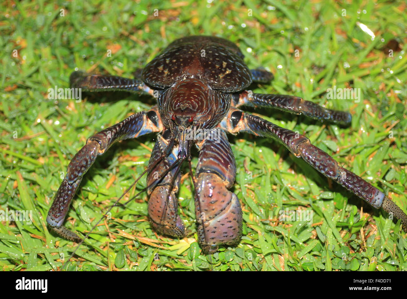 Coconut Crab (Birgus Latro) in Okinawa, Japan Stockfoto