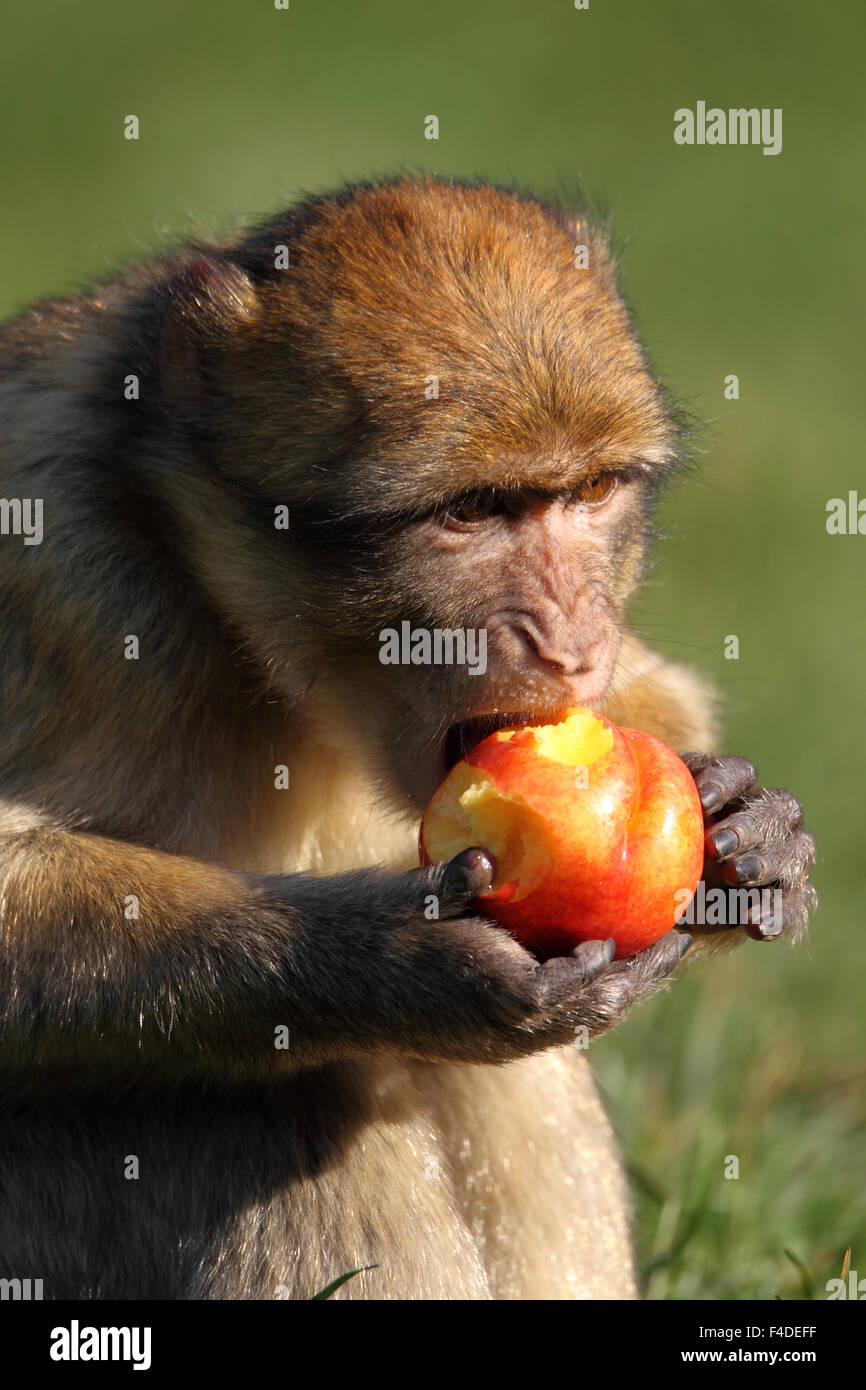 Barbary macaque macaca Sylvanus Obst essen Stockfoto