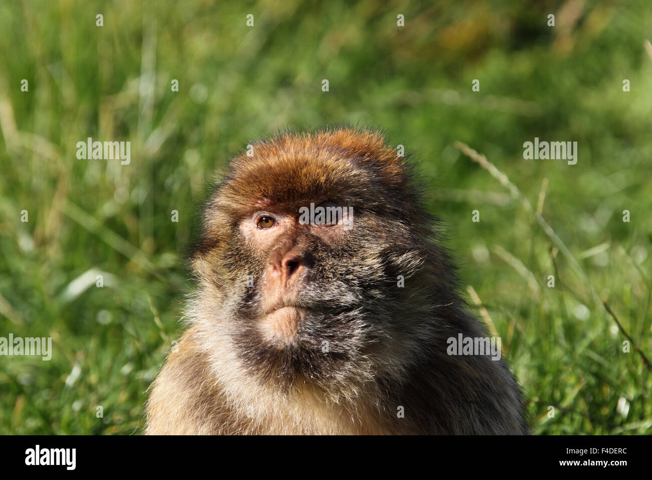 Barbary Macaque Macaca Sylvanus Stockfoto