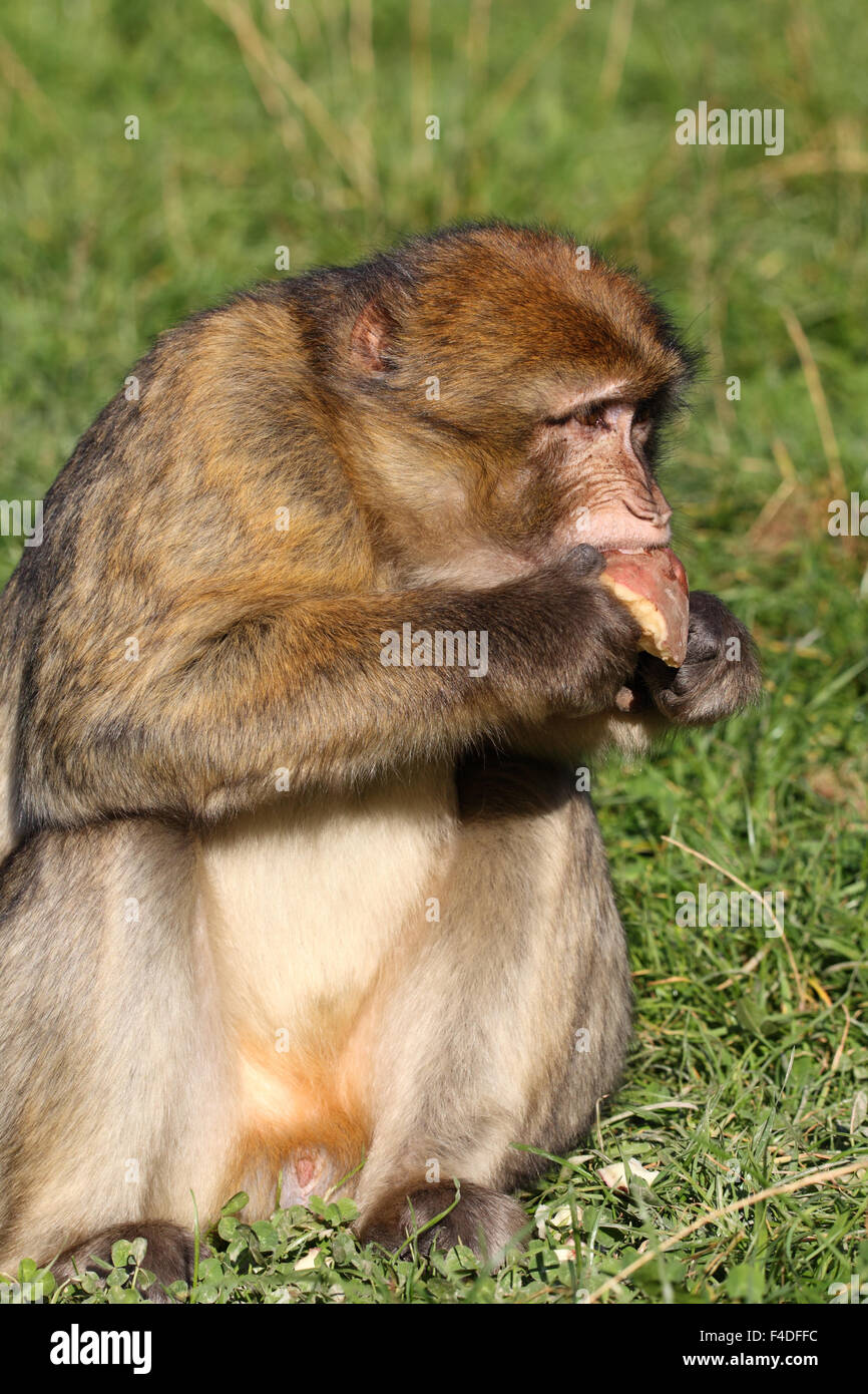 Barbary Macaque Macaca Sylvanus Stockfoto