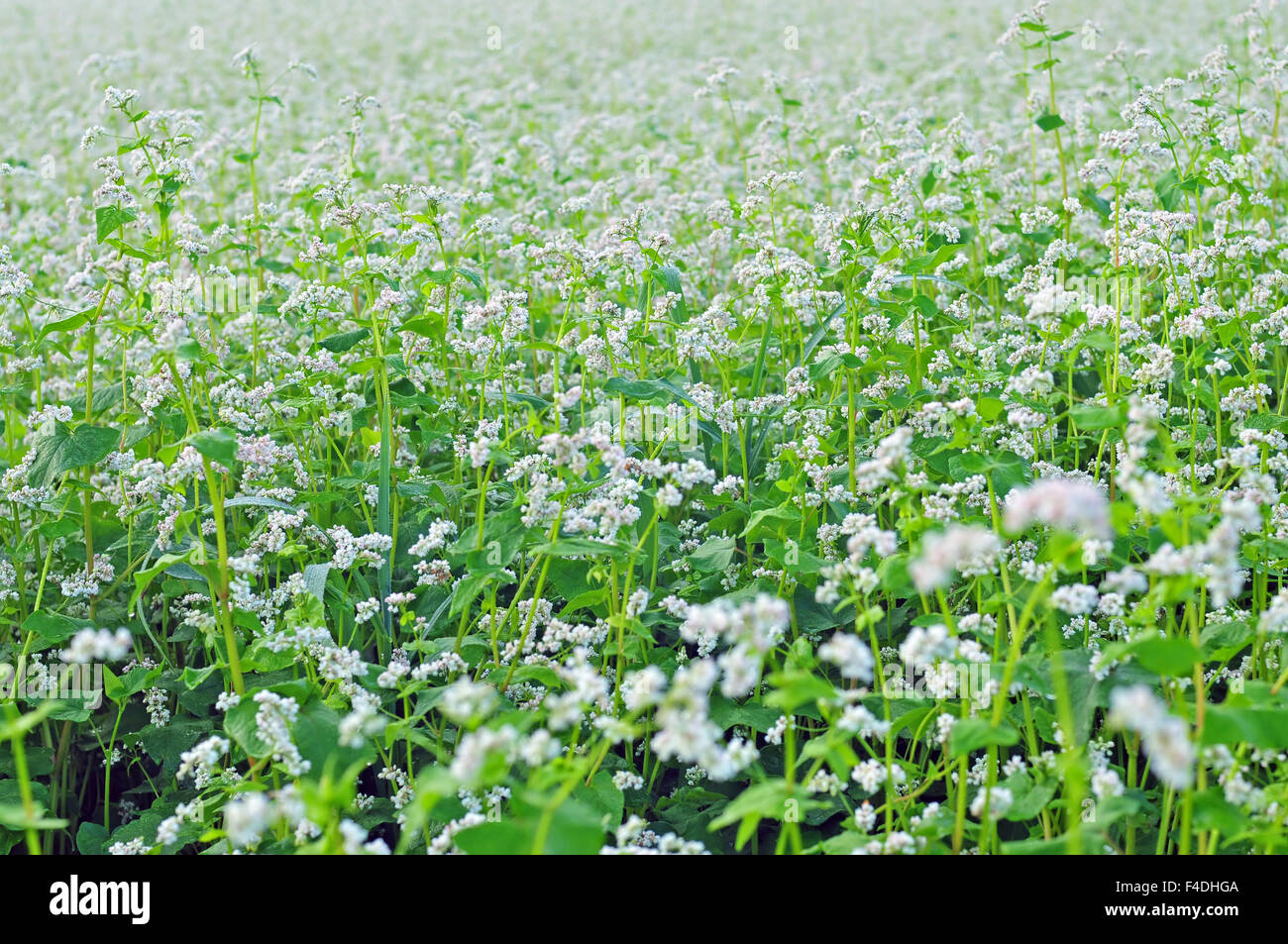 Bereich der Buchweizen mit weißen Blüten Stockfoto