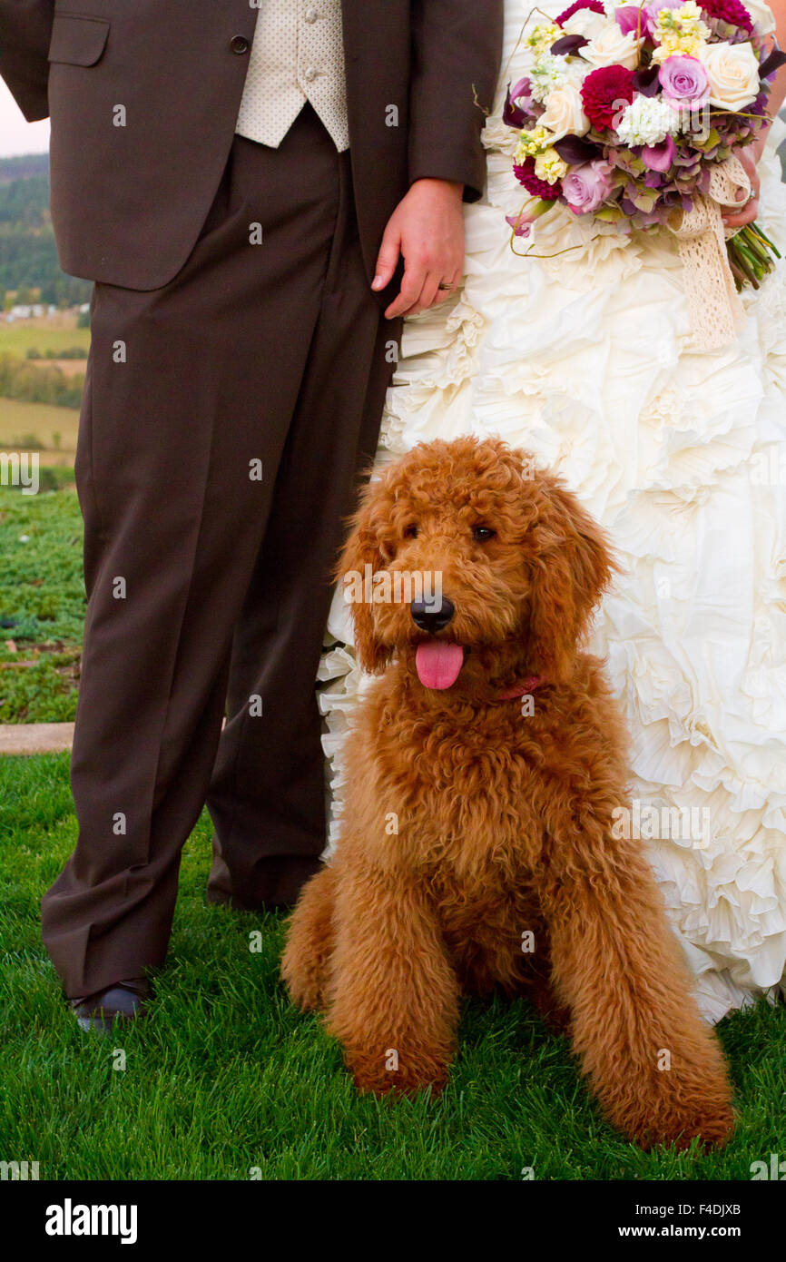 Hochzeit hat ein Labradoodle Ring-träger Hund. Stockfoto