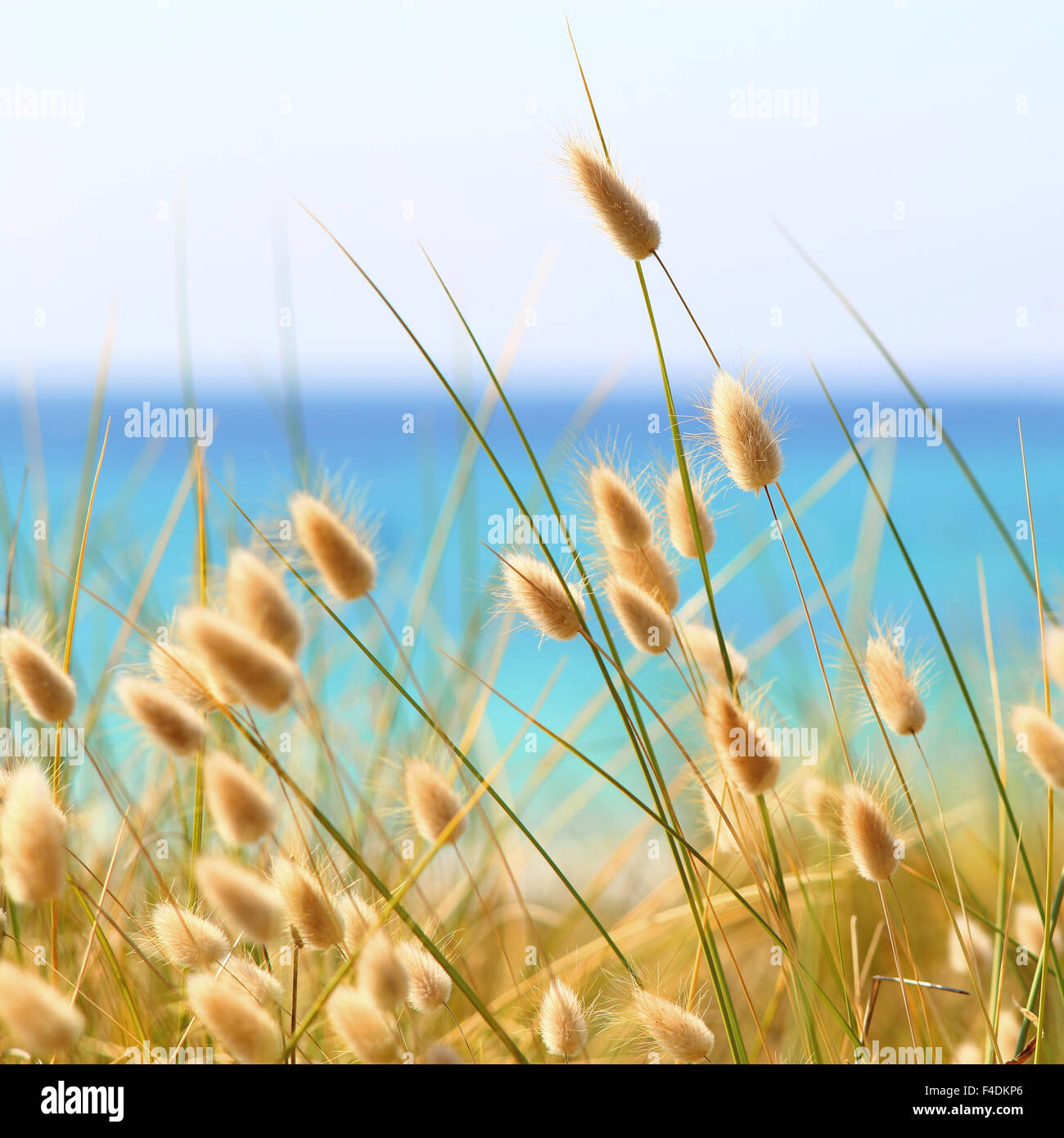Bunny Tails Grass Lagurus Ovatus über Dünen wachsen Stockfotografie Alamy