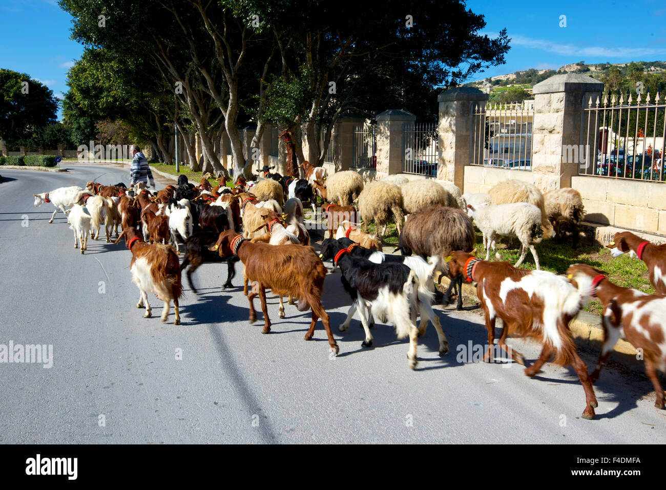 Ein maltesischer Hirte führt seine Schafe und Ziegen zu einer neuen Weide entlang einer Stadt Straße (großformatige Größen erhältlich). Stockfoto