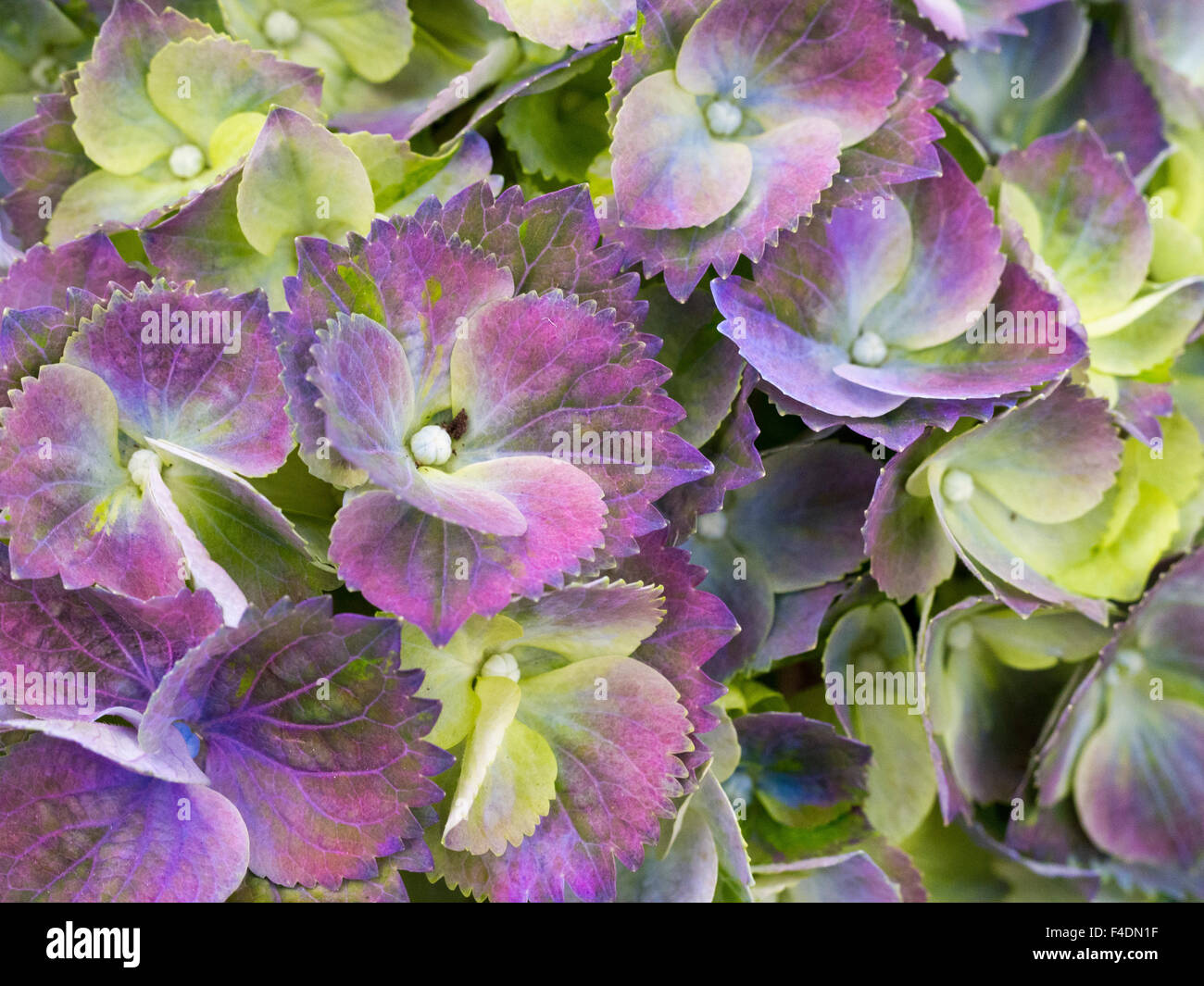 Die Niederlande, Lisse, Keukenhof Gärten. Nahaufnahme einer Lacecap-Hortensien (Hydrangea Macrophylla Normalis). Stockfoto