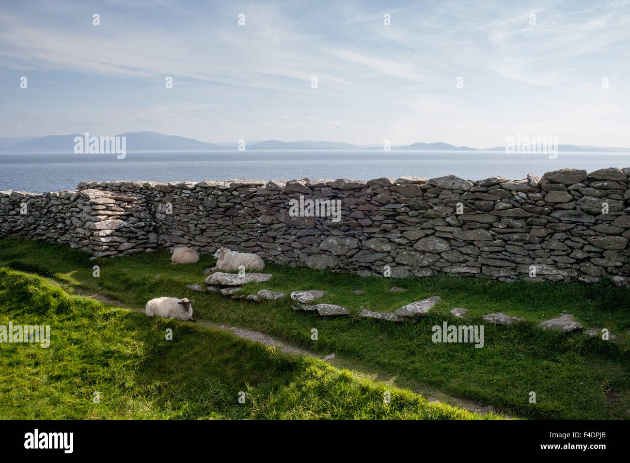 Schafe schlafen im Schatten der Dun Beag Fort Visitor Center, ein Promontory Fort in der Grafschaft Dingle, Irland Stockfoto