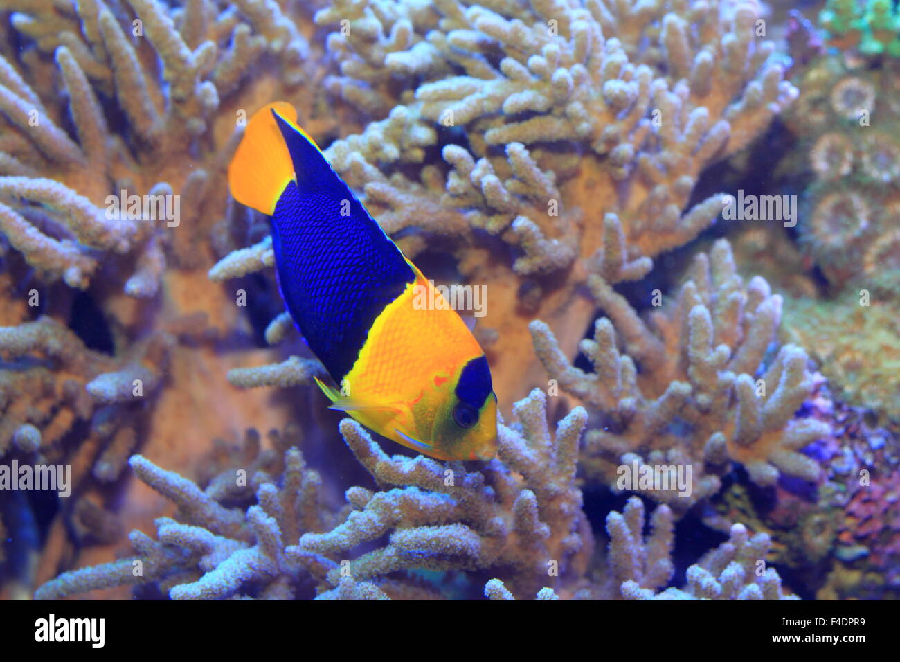 Bicolor Kaiserfisch (Centropyge bicolor) Stockfoto