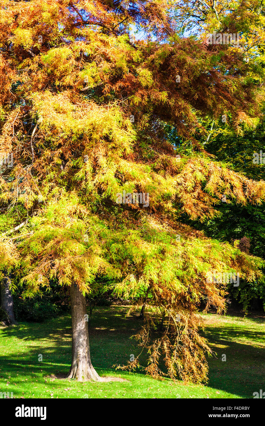 Herbst Baum in den Parkanlagen des Anwesens Bowood in Wiltshire. Stockfoto