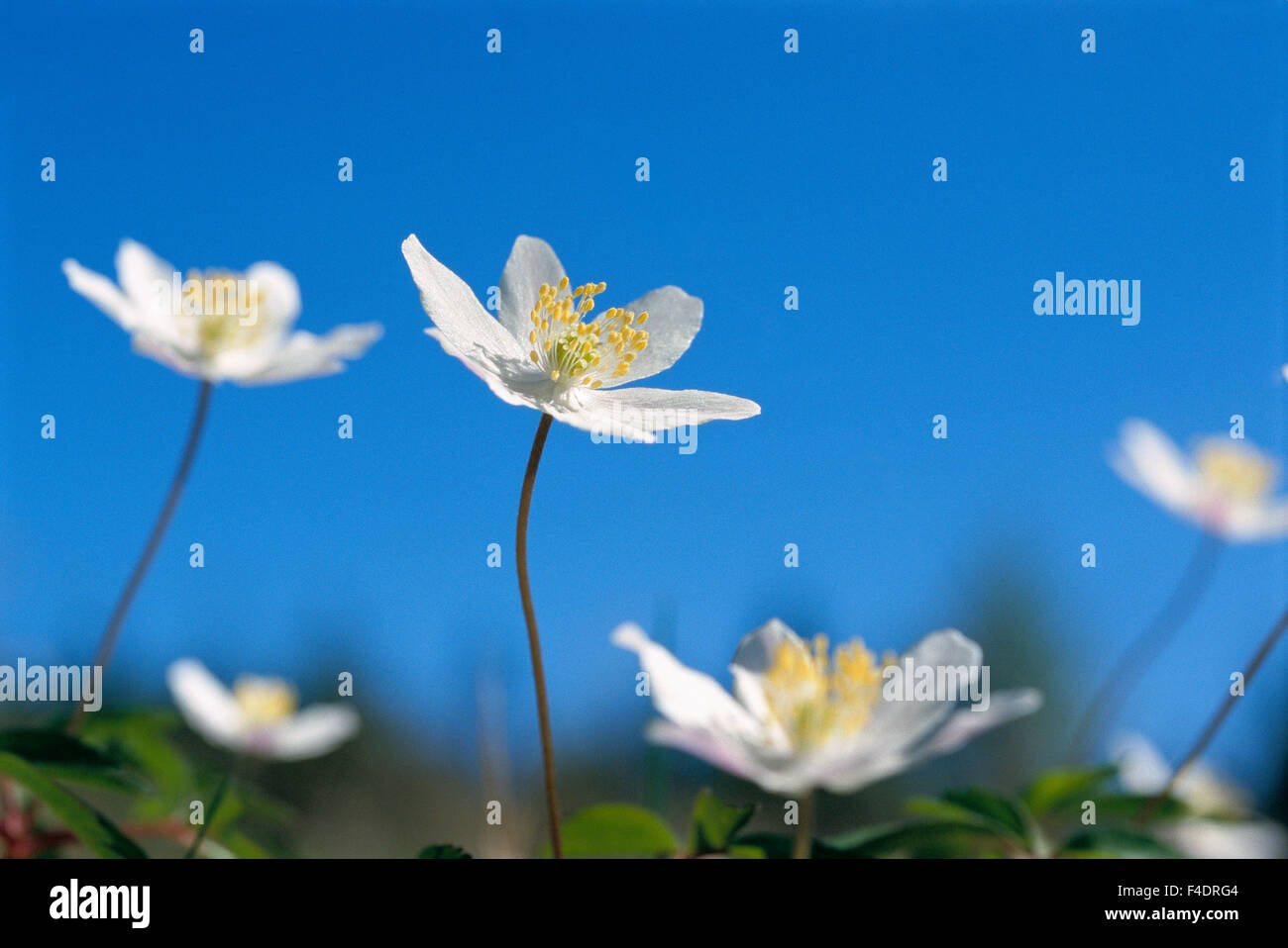 Holz-Anemonen, close-up. Stockfoto