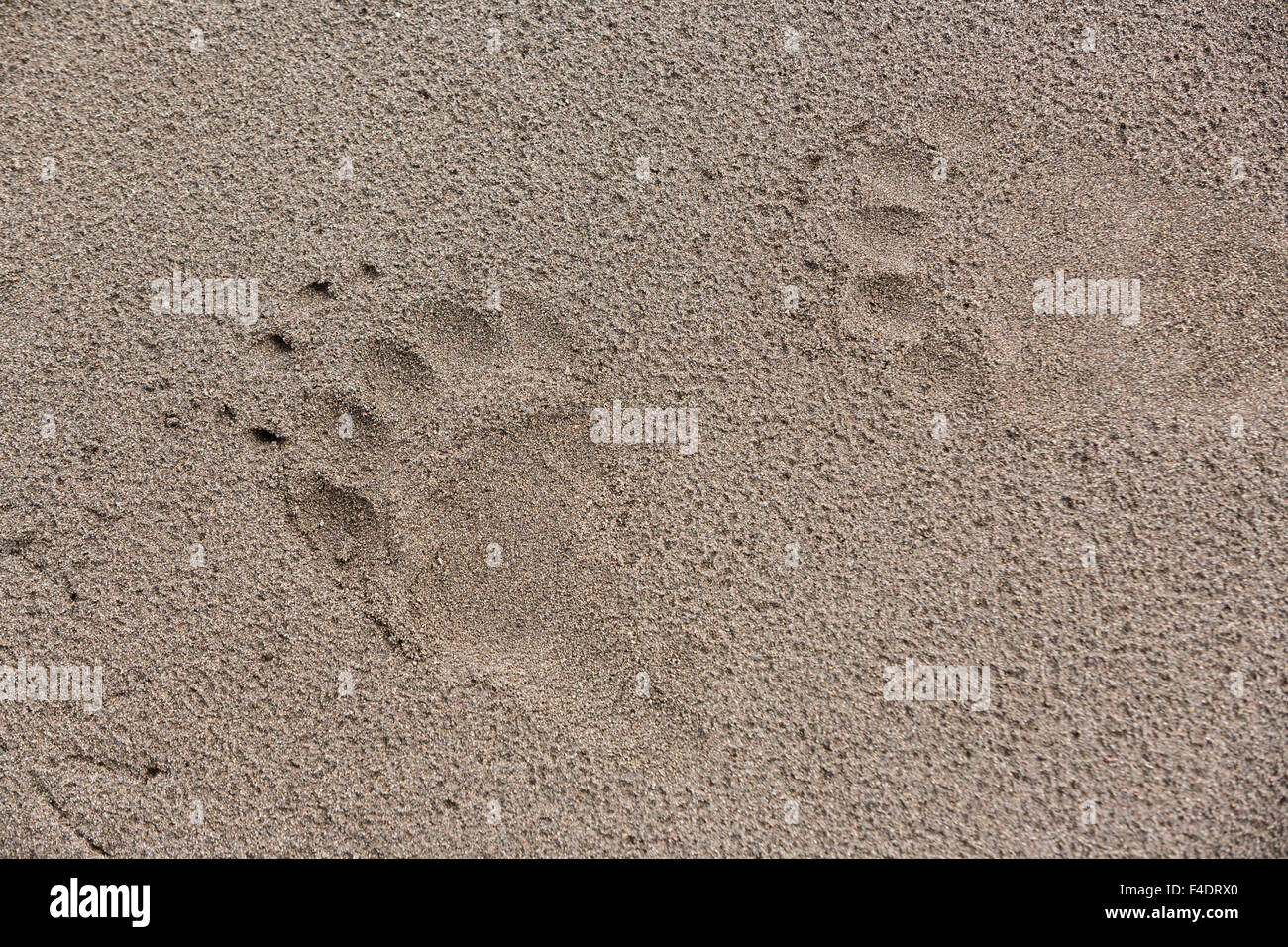 Russland, Kamtschatka, Zhupanova Fluss, close-up der Bär Pfotenabdrücke am Strand entlang Zhupanova Stockfoto