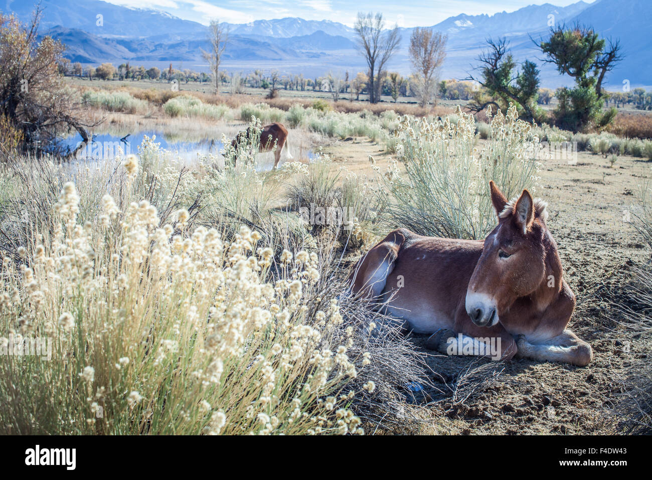 Pferde in einem Feld in der High Sierra. Stockfoto