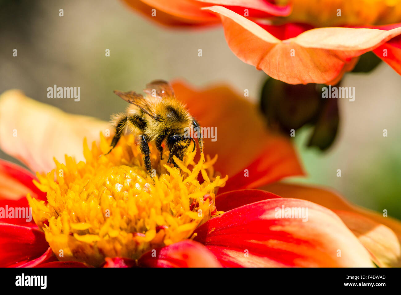 Eine gemeinsame carder Biene (bombus pascuorum) ist das Sammeln von Nektar aus einer dahlie (Asteraceae) Blüte Stockfoto