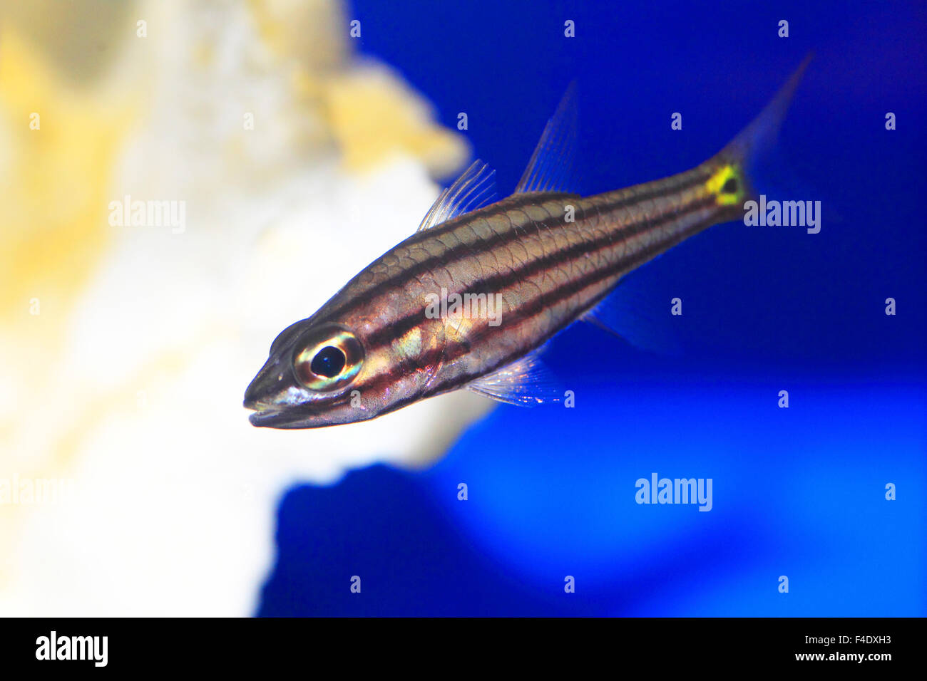 Fünf-gezeichnete Kardinalbarschen (Cheilodipterus Quinquelineatus) in Japan Stockfoto