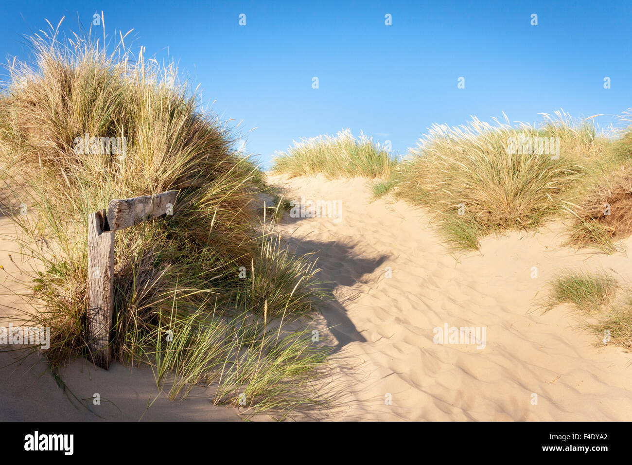 Sanddünen und Gräser am Meer. Camber Sands, Roggen, Sussex, England, GB, UK. Stockfoto