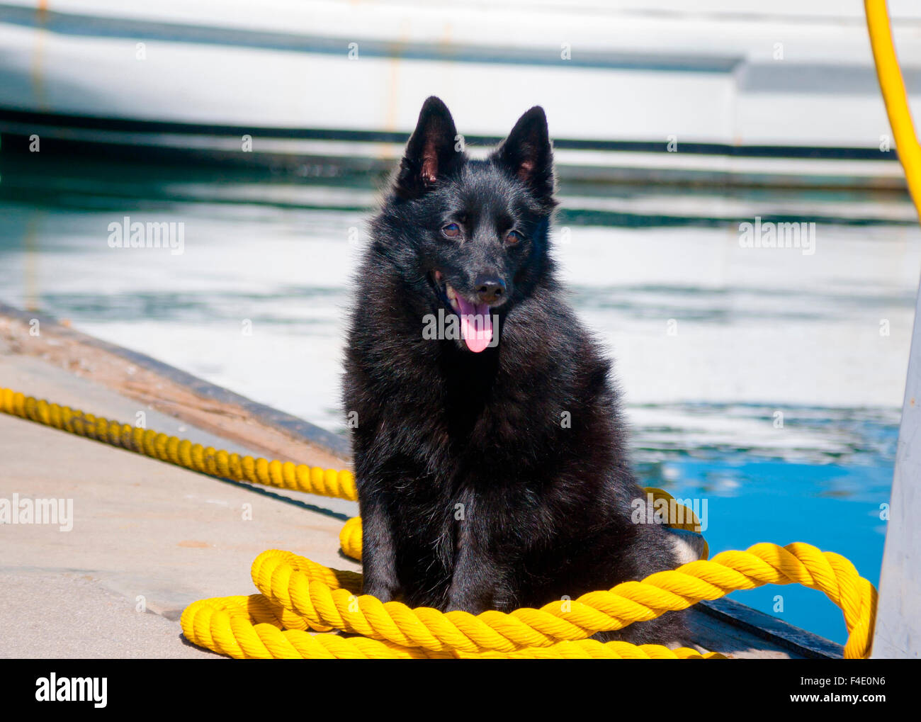 Schipperke sitzen auf gelbes Seil (MR) Stockfoto