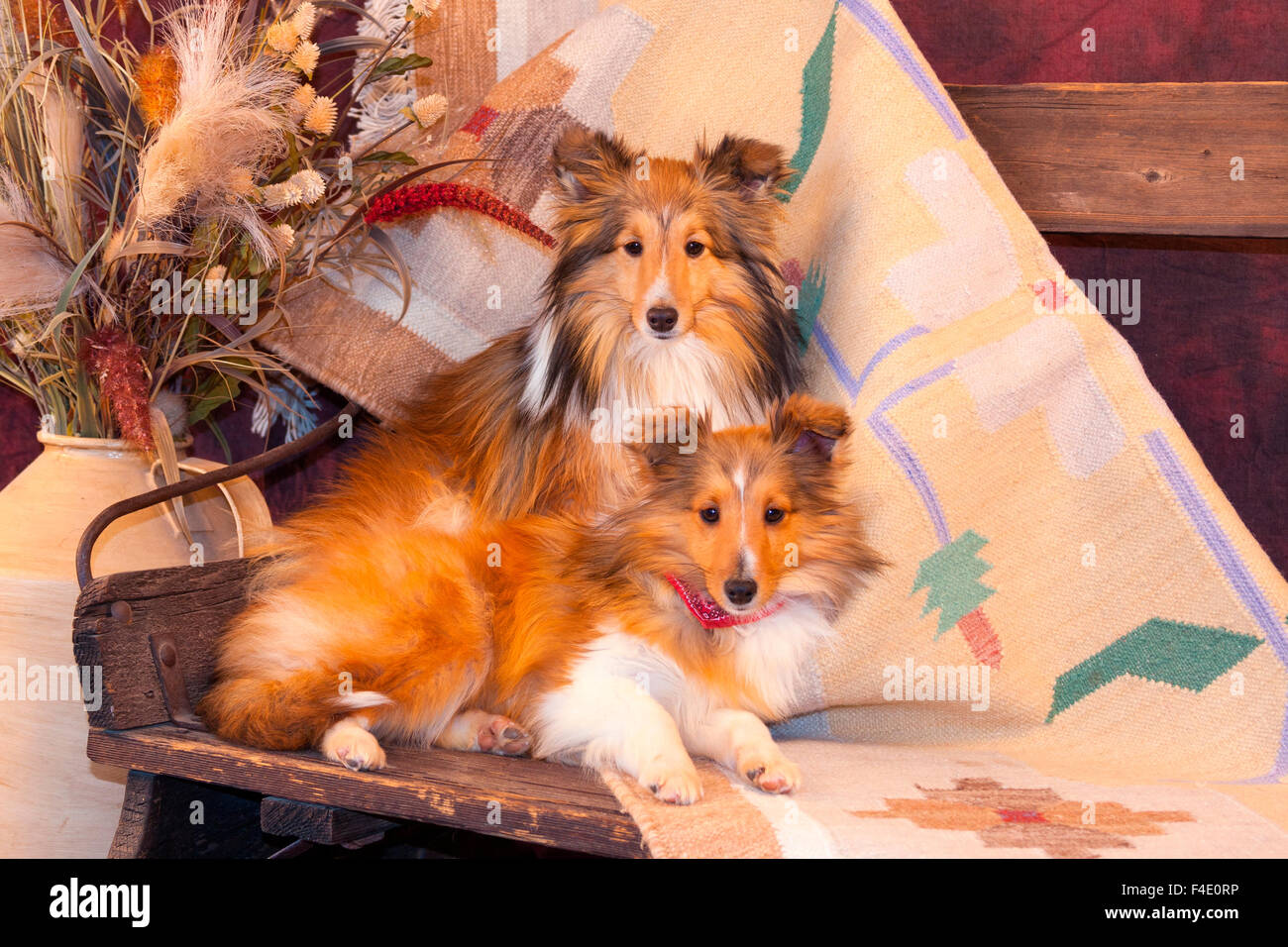 Shetland Sheepdogs auf eine den Buckboard (MR) Stockfoto