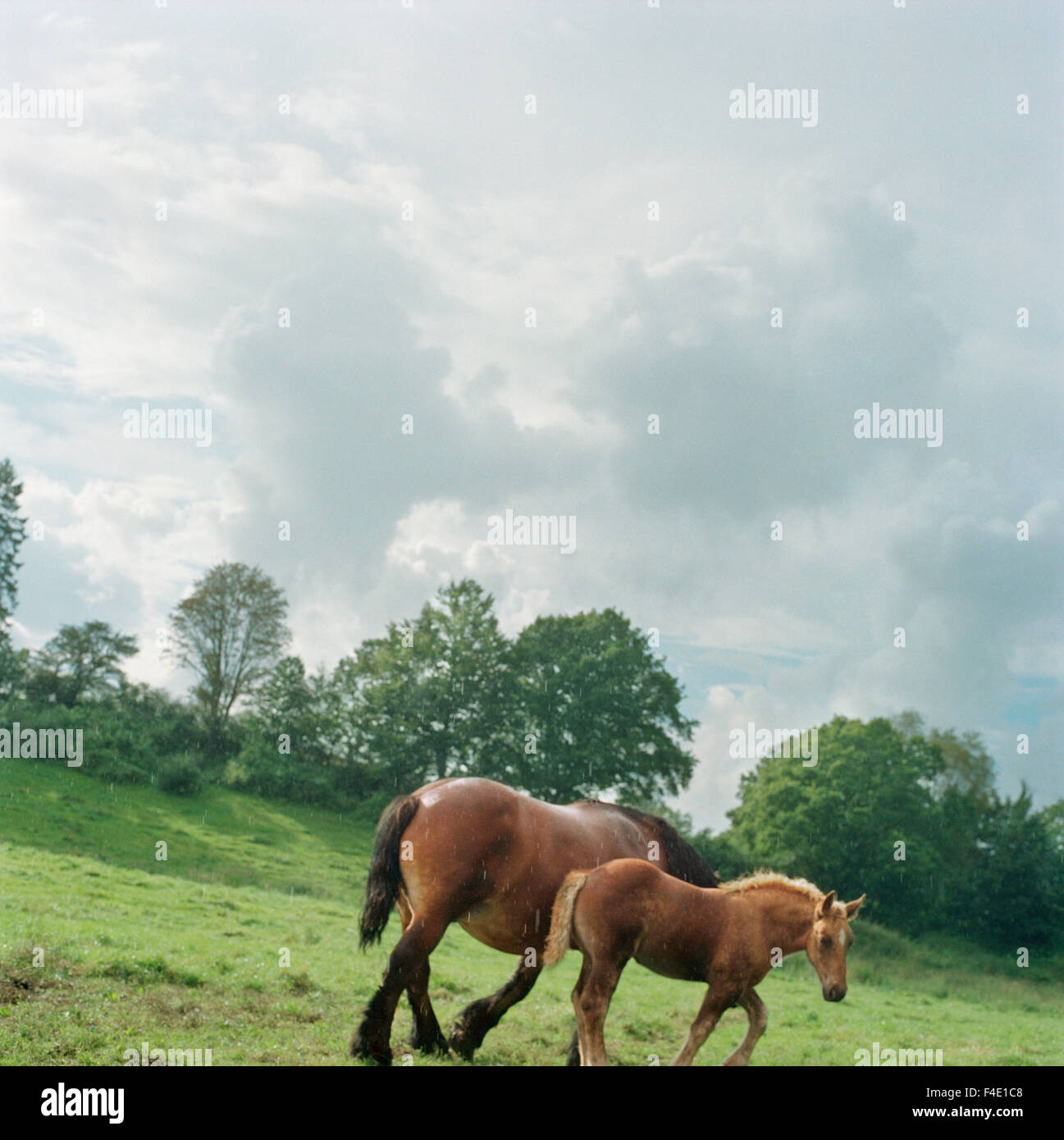 Zwei Pferde, Schweden. Stockfoto