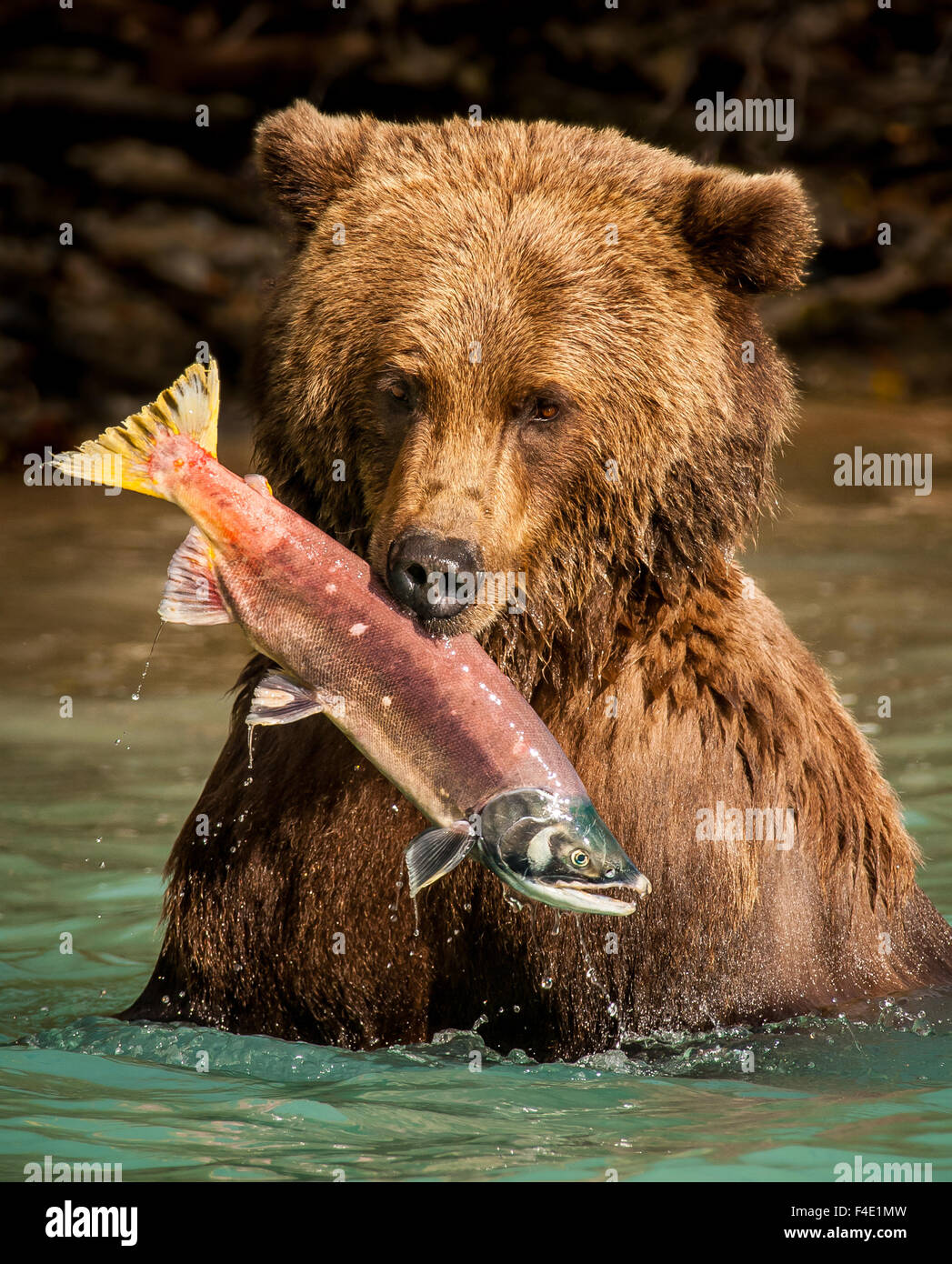 Grizzly Bär mit einem frisch gefangenen Lachs in Crescent Lake am Lake-Clark-Nationalpark, Alaska, USA Stockfoto