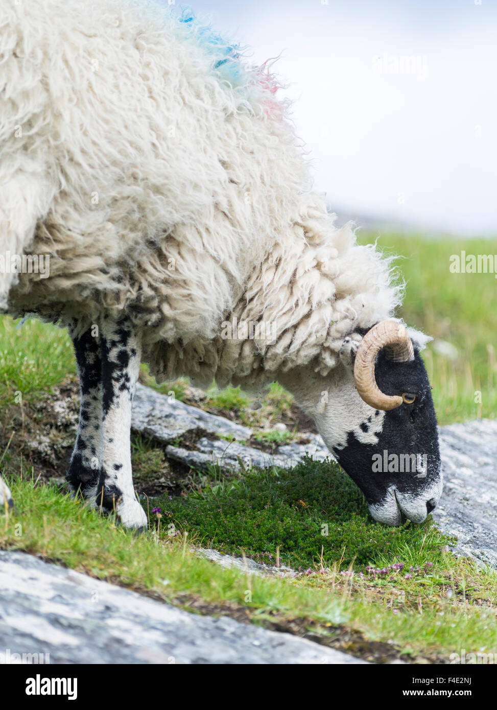 Schafe (Cheviot) auf der Isle of Harris, Heimat des Harris Tweed. Harris Tweed darf nur Cheviot und Scottish Blackface Schafe zur Verfügung. (Großformatige Größen erhältlich) Stockfoto