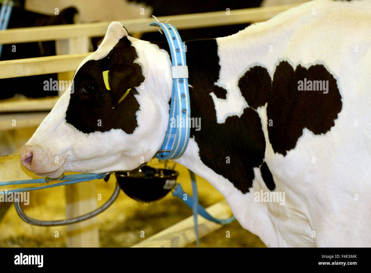 Holstein friesian bull -Fotos und -Bildmaterial in hoher Auflösung ...