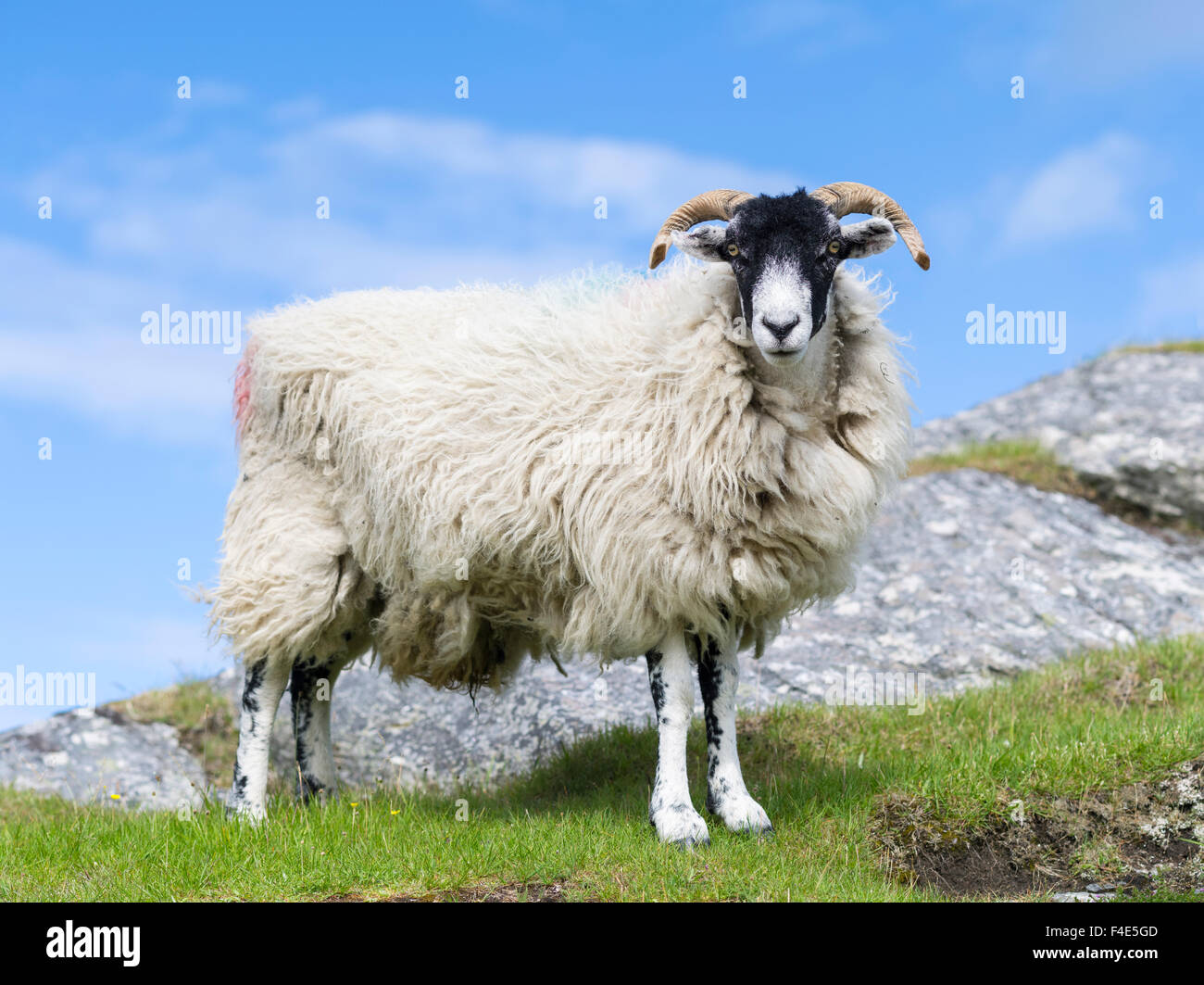 Schafe (Cheviot) auf der Isle of Harris, Heimat des Harris Tweed. Harris Tweed darf nur Cheviot und Scottish Blackface Schafe zur Verfügung. (Großformatige Größen erhältlich) Stockfoto