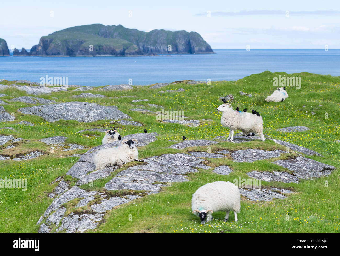 Schafe (Cheviot) auf der Isle of Harris, Heimat des Harris Tweed, Stare auf Rücken reiten. Harris Tweed darf nur Cheviot und Scottish Blackface Schafe zur Verfügung. (Großformatige Größen erhältlich) Stockfoto