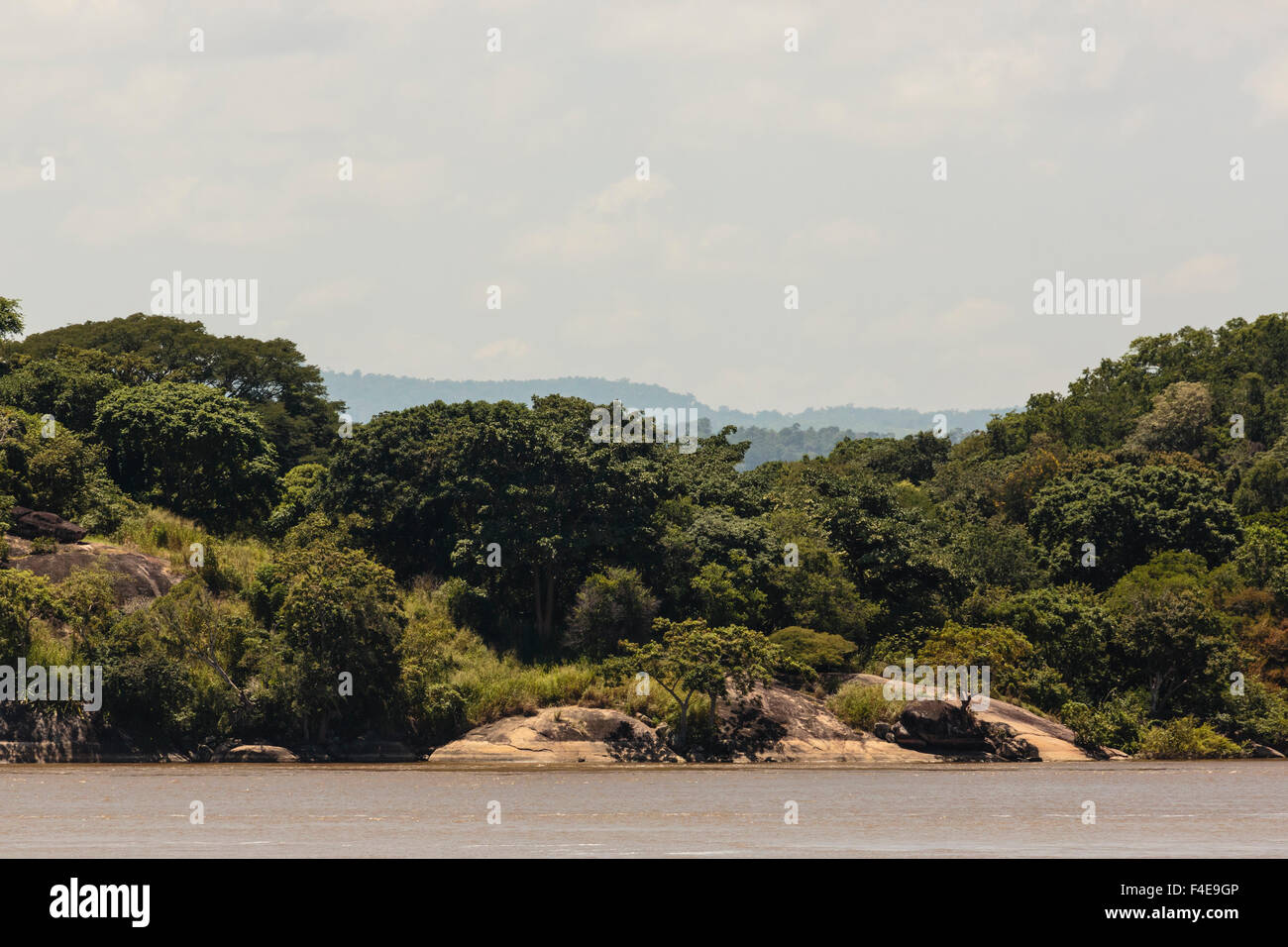 Südamerika, Venezuela, Orinoco Fluss. Bäume am Ufer. Stockfoto