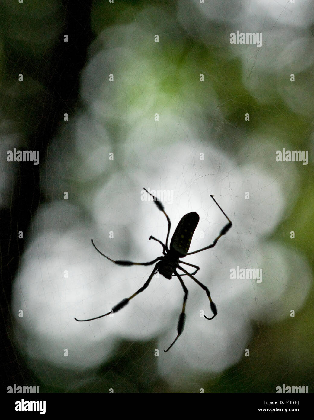 Mittelamerika, Costa Rica. Weibliche golden Orb Weaver Spider. Kredit als: Marie Busch / Jaynes Galerie / DanitaDelimont.com Stockfoto