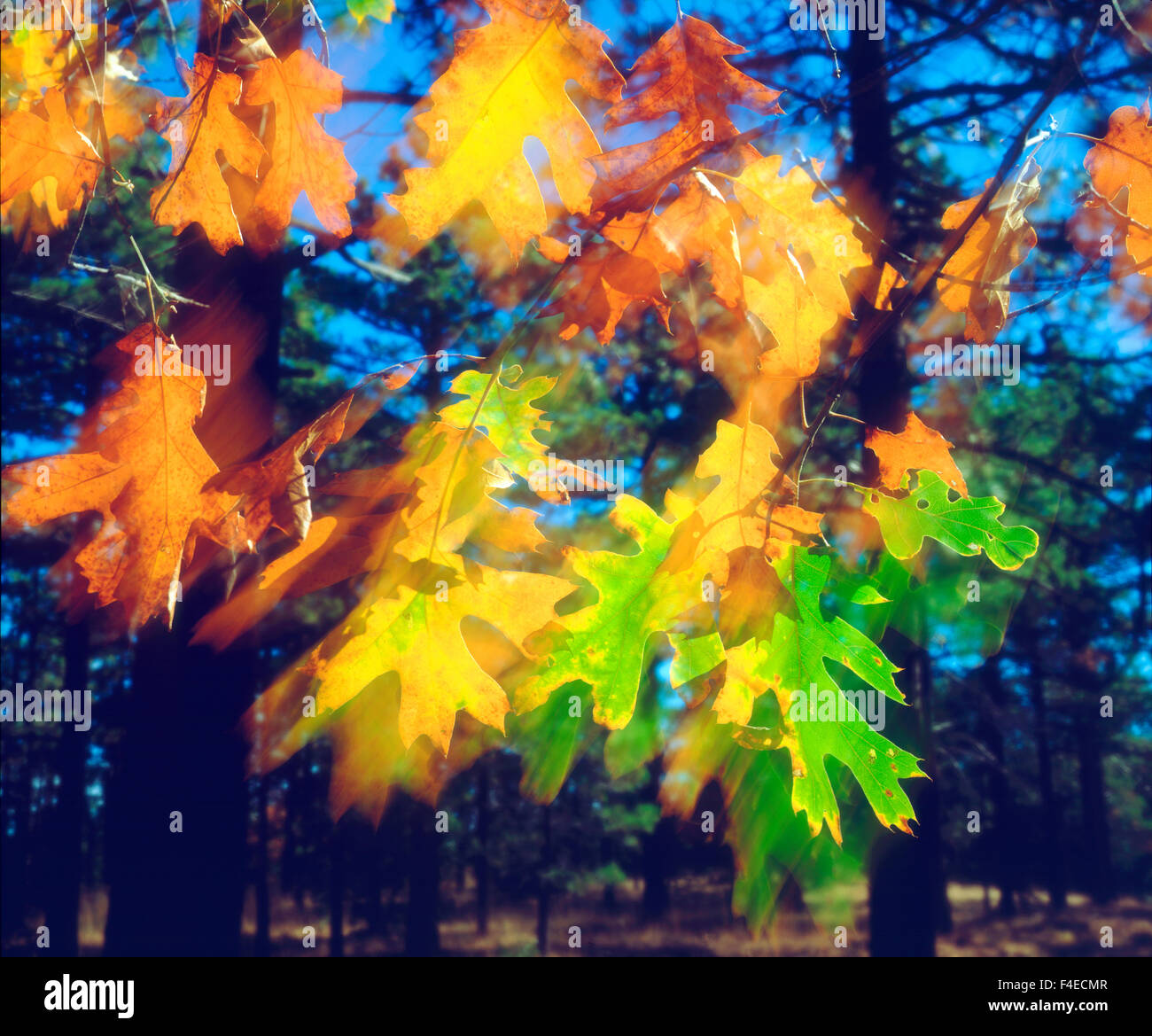 USA, California, Black Oak Blätter im Wind wehen. Kredit als: Christopher Talbot Frank / Jaynes Galerie / DanitaDelimont.com Stockfoto