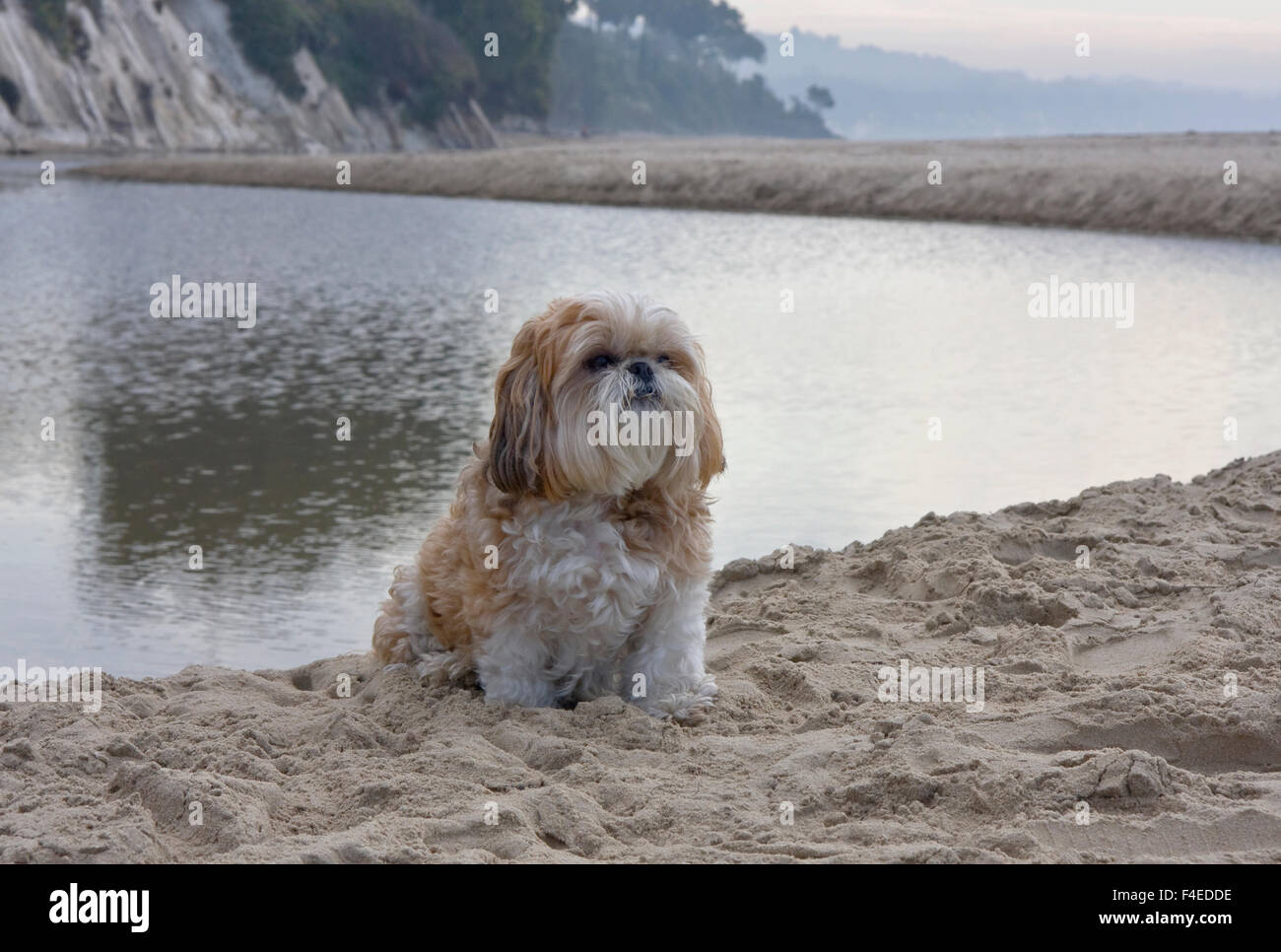 Shih Tzu sitzen durch eine Lagune am Strand (MR). Stockfoto