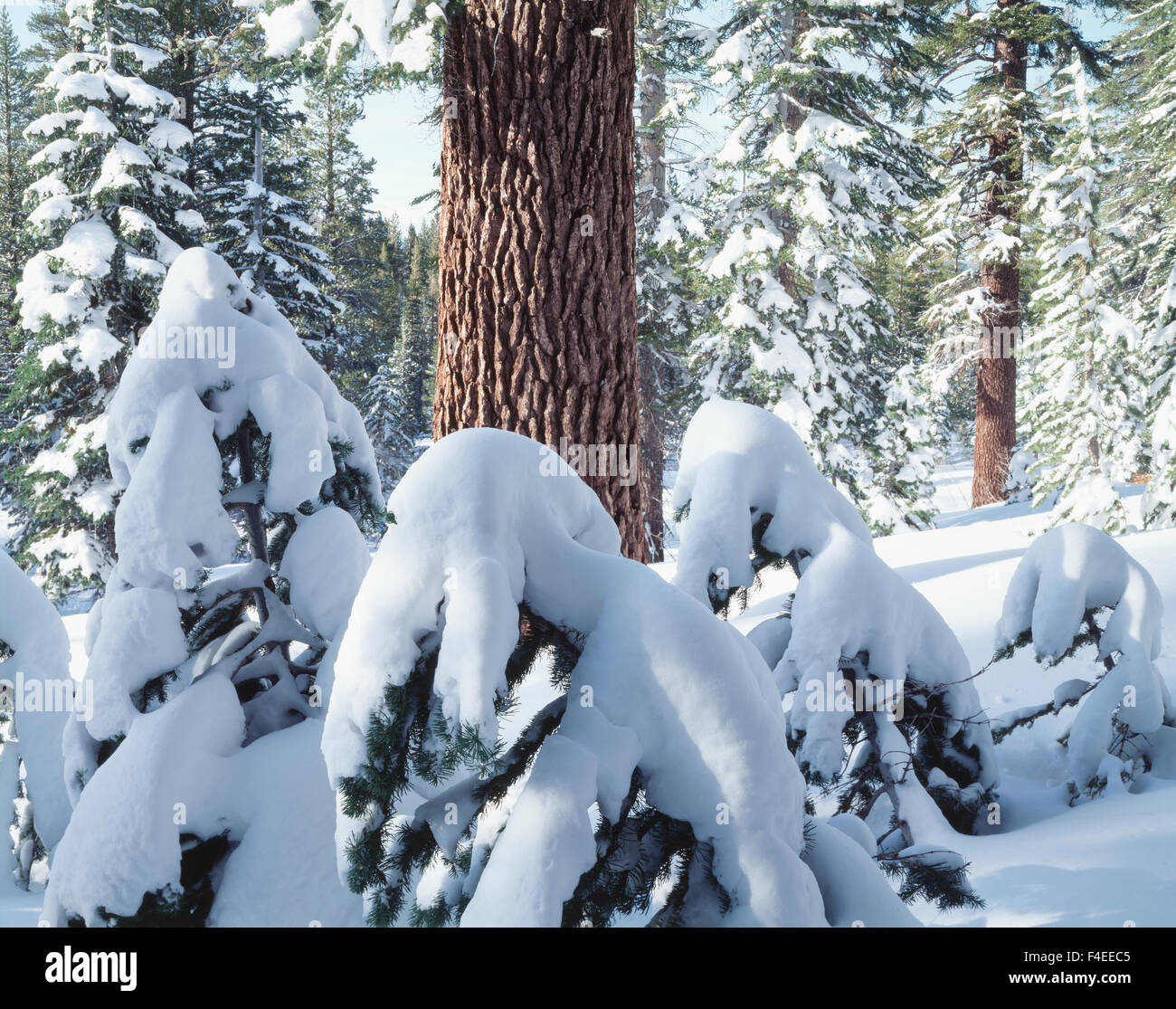 Kalifornien, Sierra Nevada Mountains, Inyo National Forest, tief verschneiten roten Tannen (Abies Magnifica). (Großformatige Größen erhältlich) Stockfoto