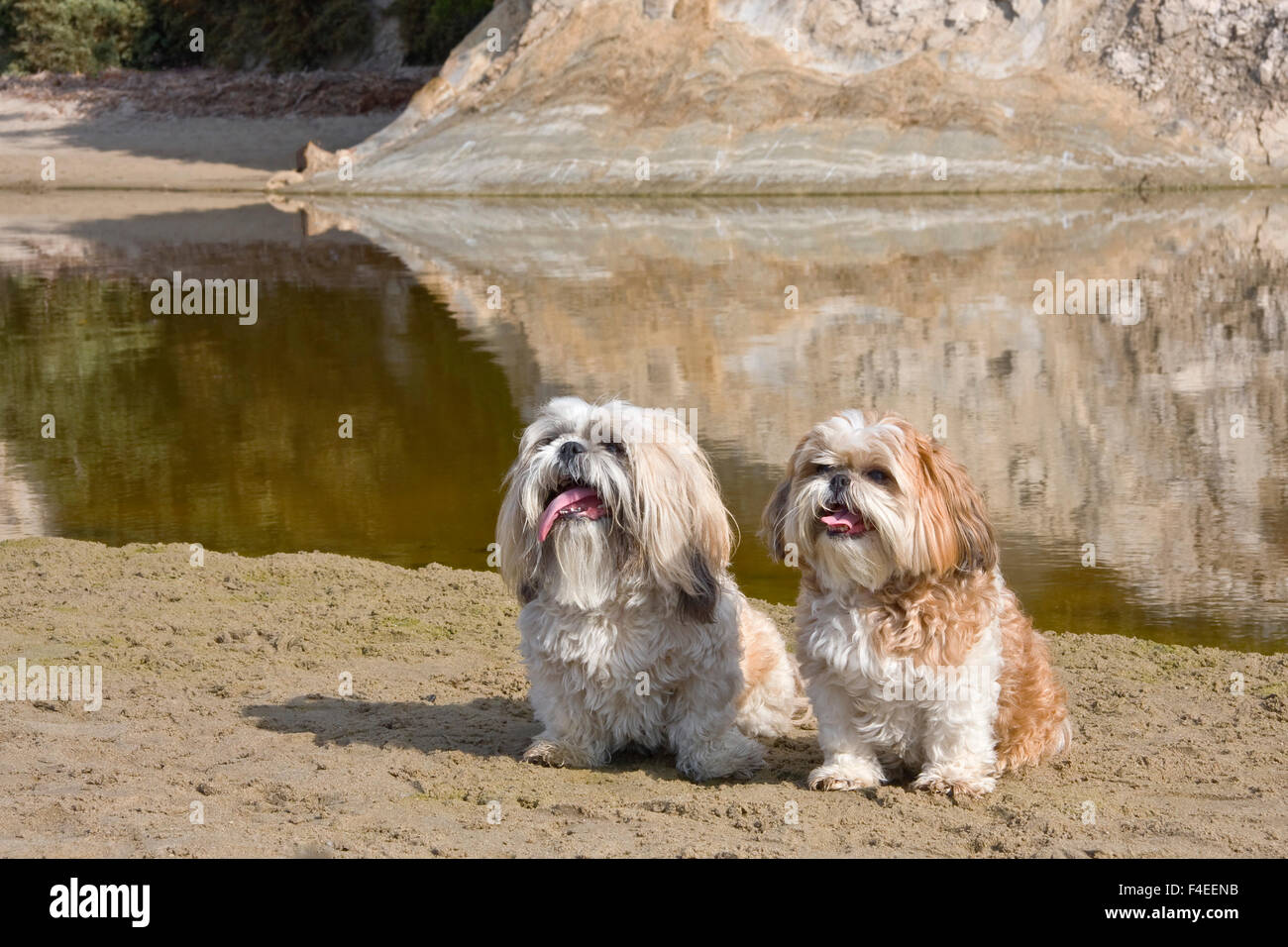 Zwei Shih-Tzus durch die Lagune (MR). Stockfoto