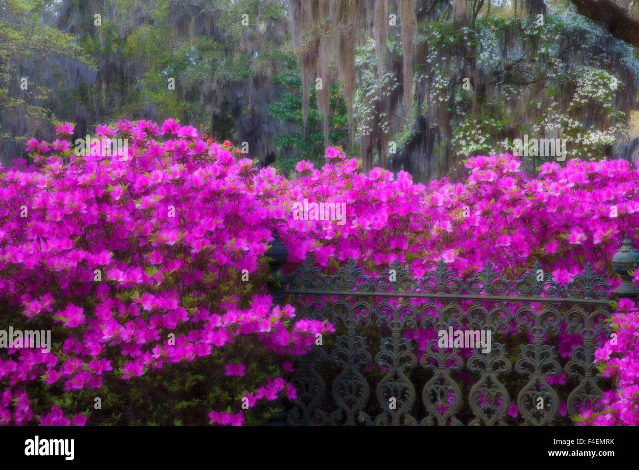 Nordamerika, USA, Georgia, Savannah, Azaleen blühen auf dem historischen Bonaventure Cemetery. Stockfoto