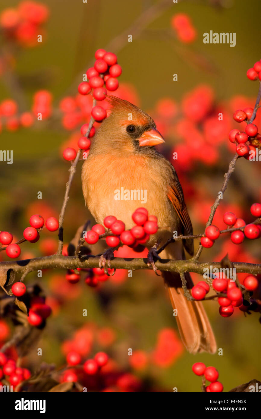 Nördlichen Kardinal (Cardinalis Cardinalis) weiblich auf gemeinsame Winterberry (Ilex Verticillata) Busch Marion Co. IL Stockfoto