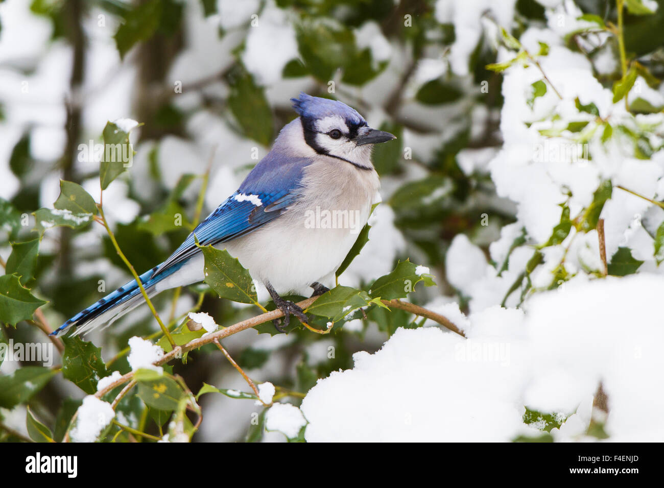 Blue Jay (Cyanocitta Cristata) in amerikanische Stechpalme (Ilex Opaca) im Winter Marion, Illinois, USA. Stockfoto