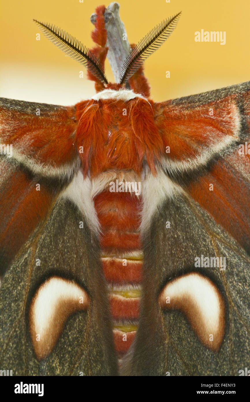 Cecropia Moth (Hyalophora Cecropia) Flügel, Marion Co., IL Stockfoto