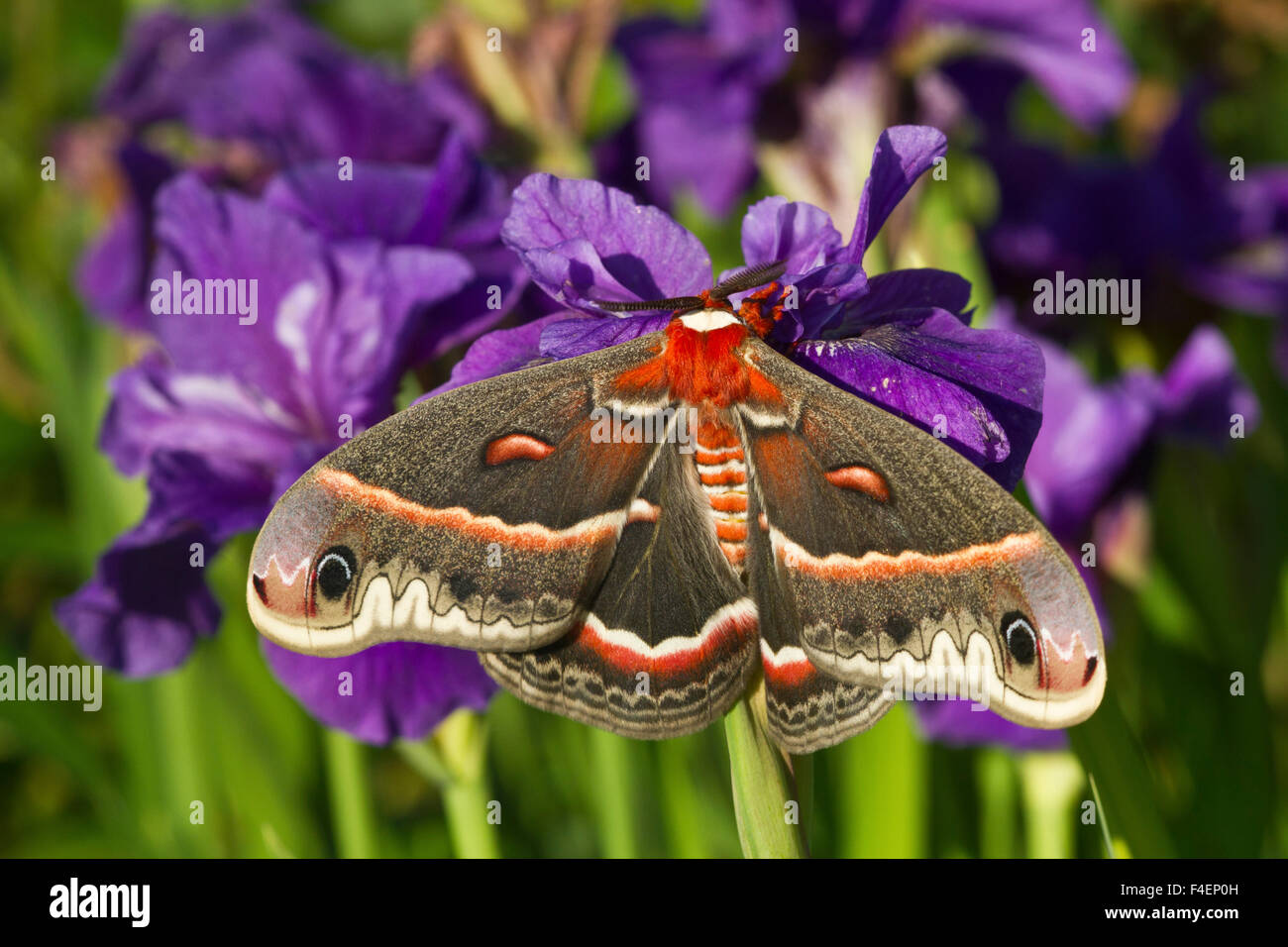 Cecropia Moth (Hyalophora Cecropia) im Blumengarten, Marion Co., IL Stockfoto