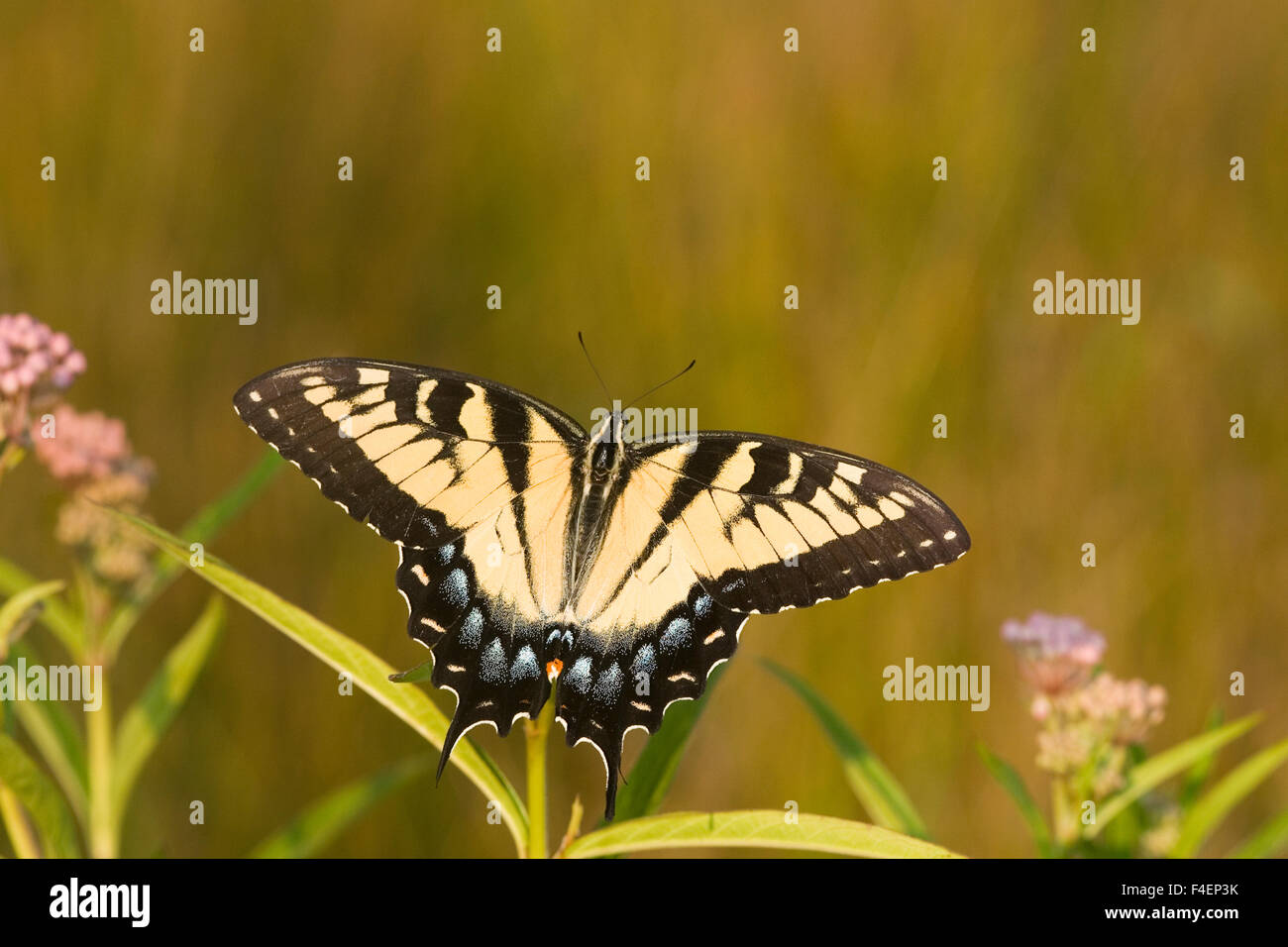 Östliche Tiger Schwalbenschwanz (Papilio Glaucus) auf Sumpf-Seidenpflanze (Asclepias Wurzelsud). Marion, Illinois, USA. Stockfoto