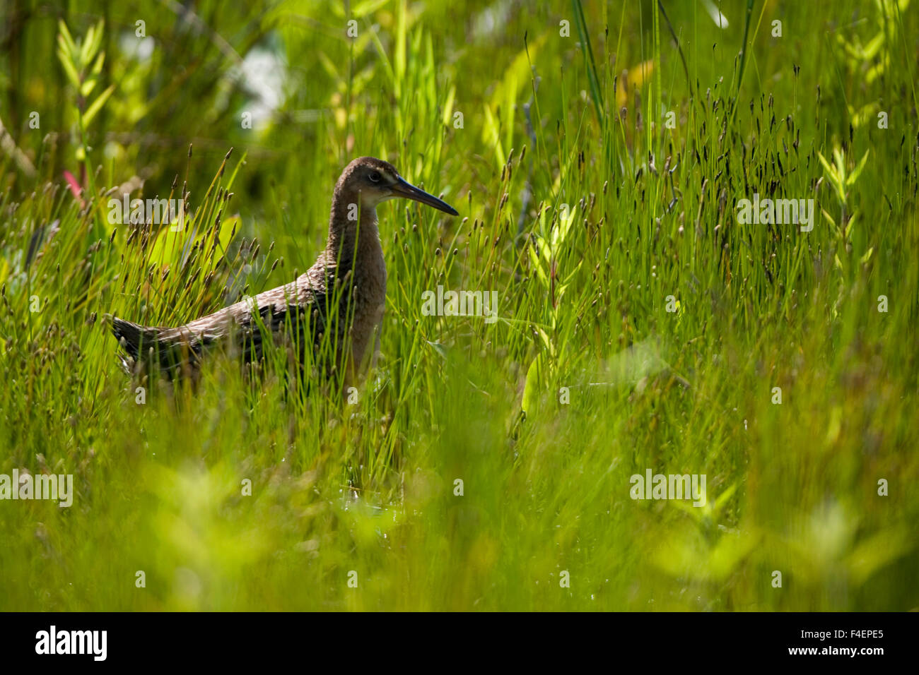 König-Schiene (Rallus Elegans) in Feuchtgebieten, Prairie Ridge SNA, Marion, Illinois, USA. Stockfoto