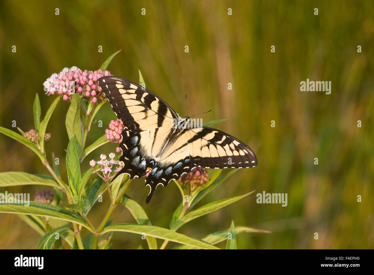 Östliche Tiger Schwalbenschwanz (Papilio Glaucus) auf Sumpf-Seidenpflanze (Asclepias Wurzelsud) Marion Co. IL Stockfoto
