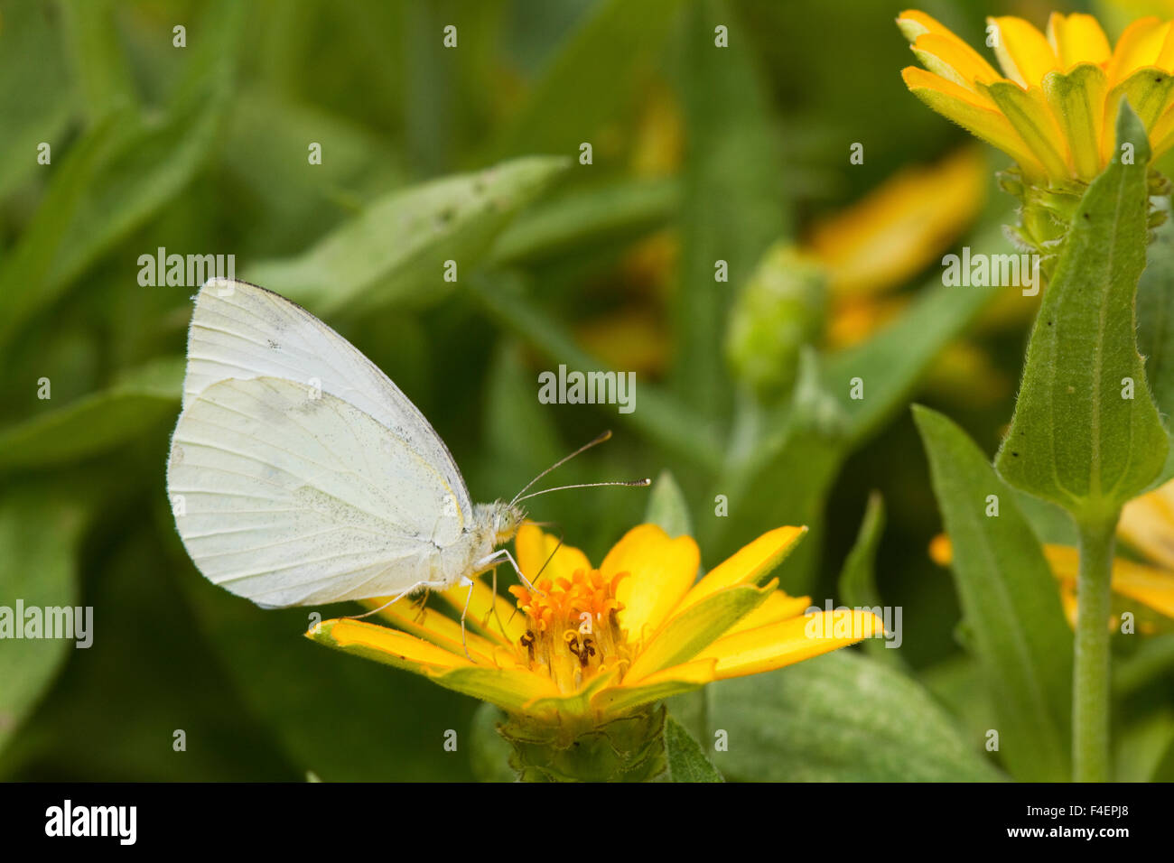 Kohlweißling Schmetterling (Pieris Rapae) auf Millionen Gold Melampodium (Melampodium Paludosum) Marion Co, IL Stockfoto