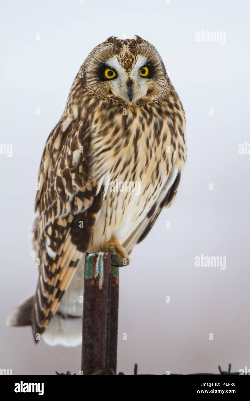 Sumpfohreule (Asio Flammeus) auf Zaunpfosten Prairie Ridge State Natural Area, Marion, Illinois, USA. Stockfoto